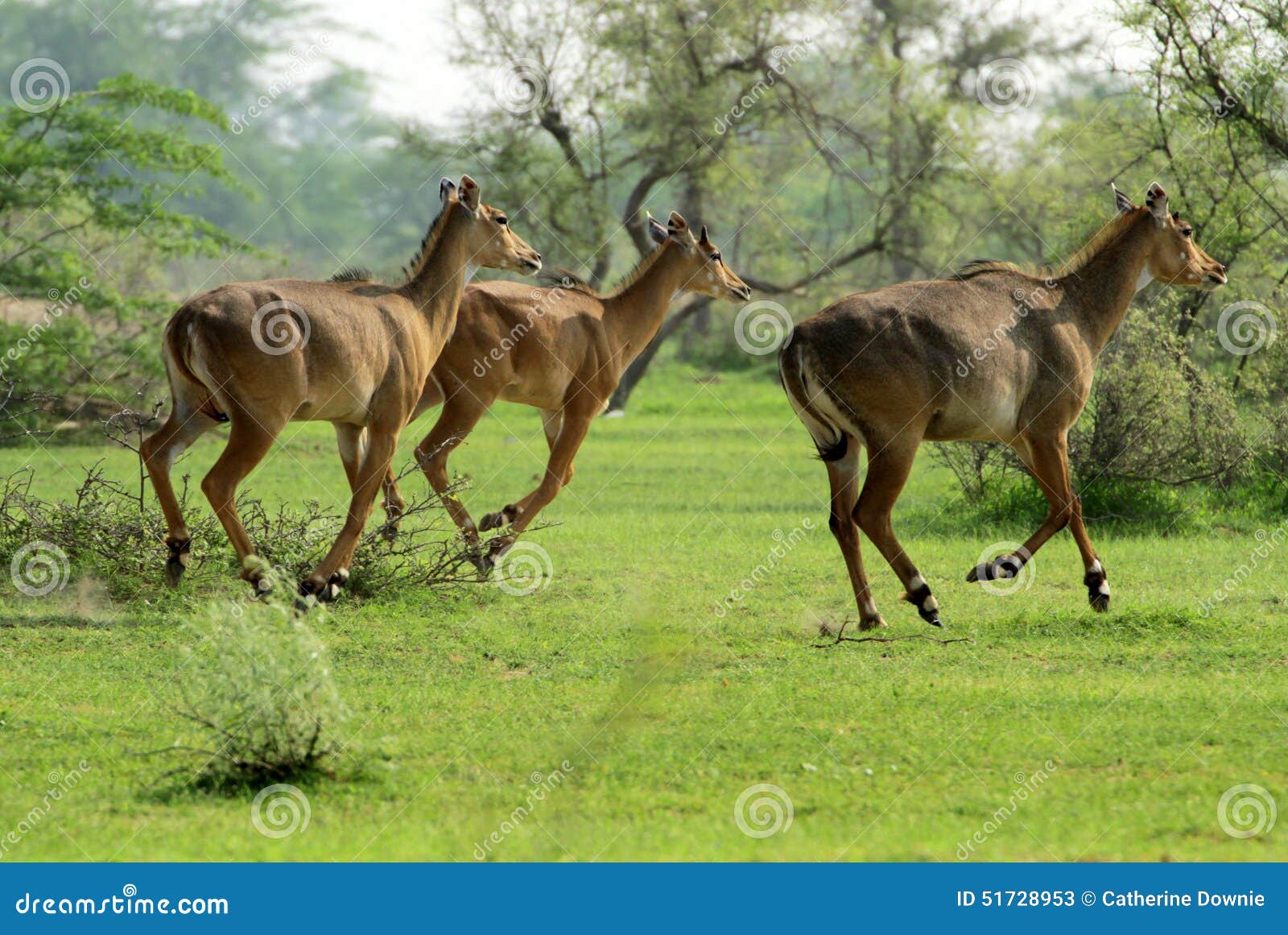 a trio of nilgai, running across the plains of rajasthan, india