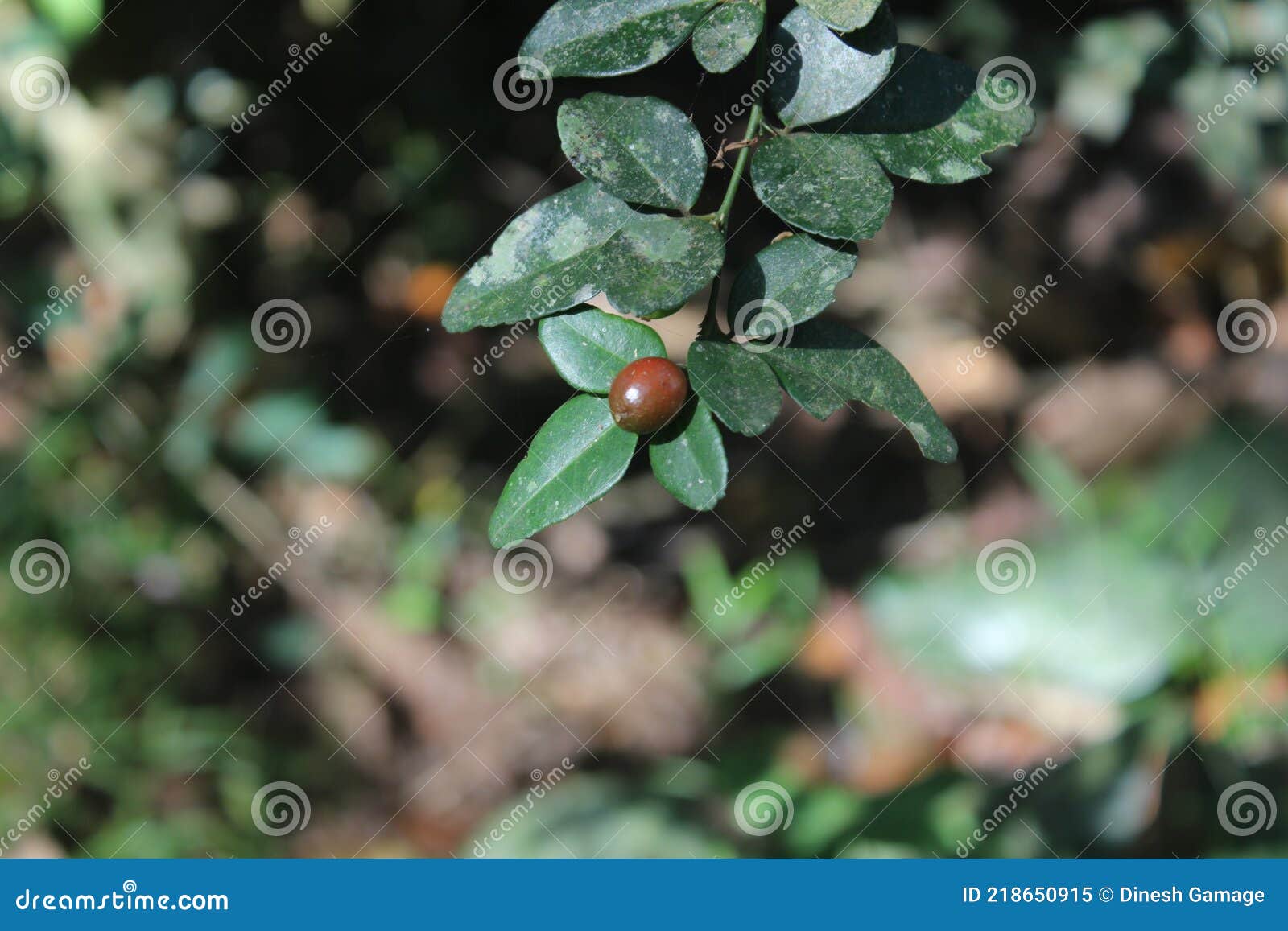 triphasia trifolia, limonia trifolia burm. triphasia aurantiola lour.; also called limeberry, lime berry, `sweet lime` dehi