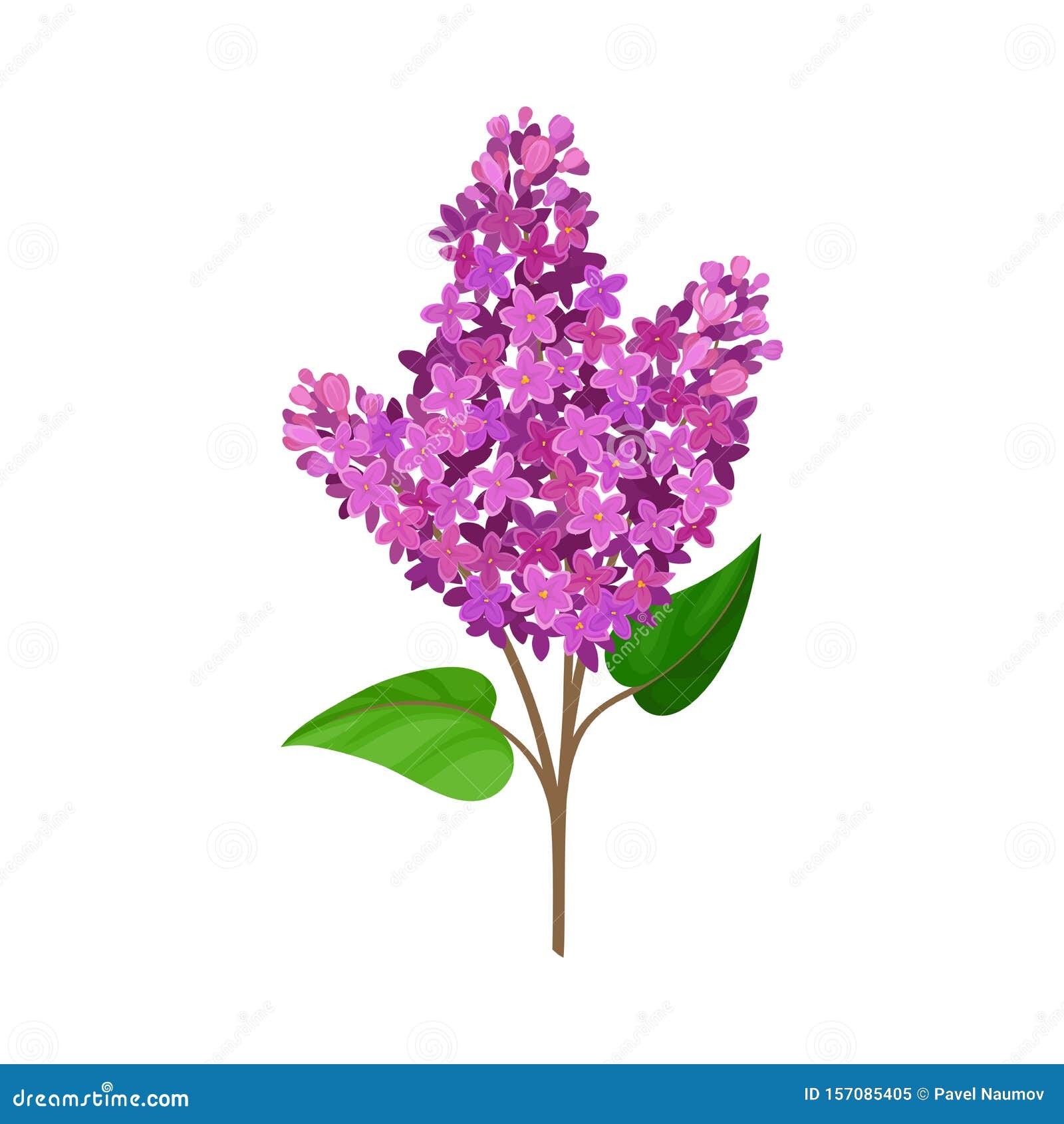 Triple Branch of Purple Lilac. Vector Illustration on a White ...