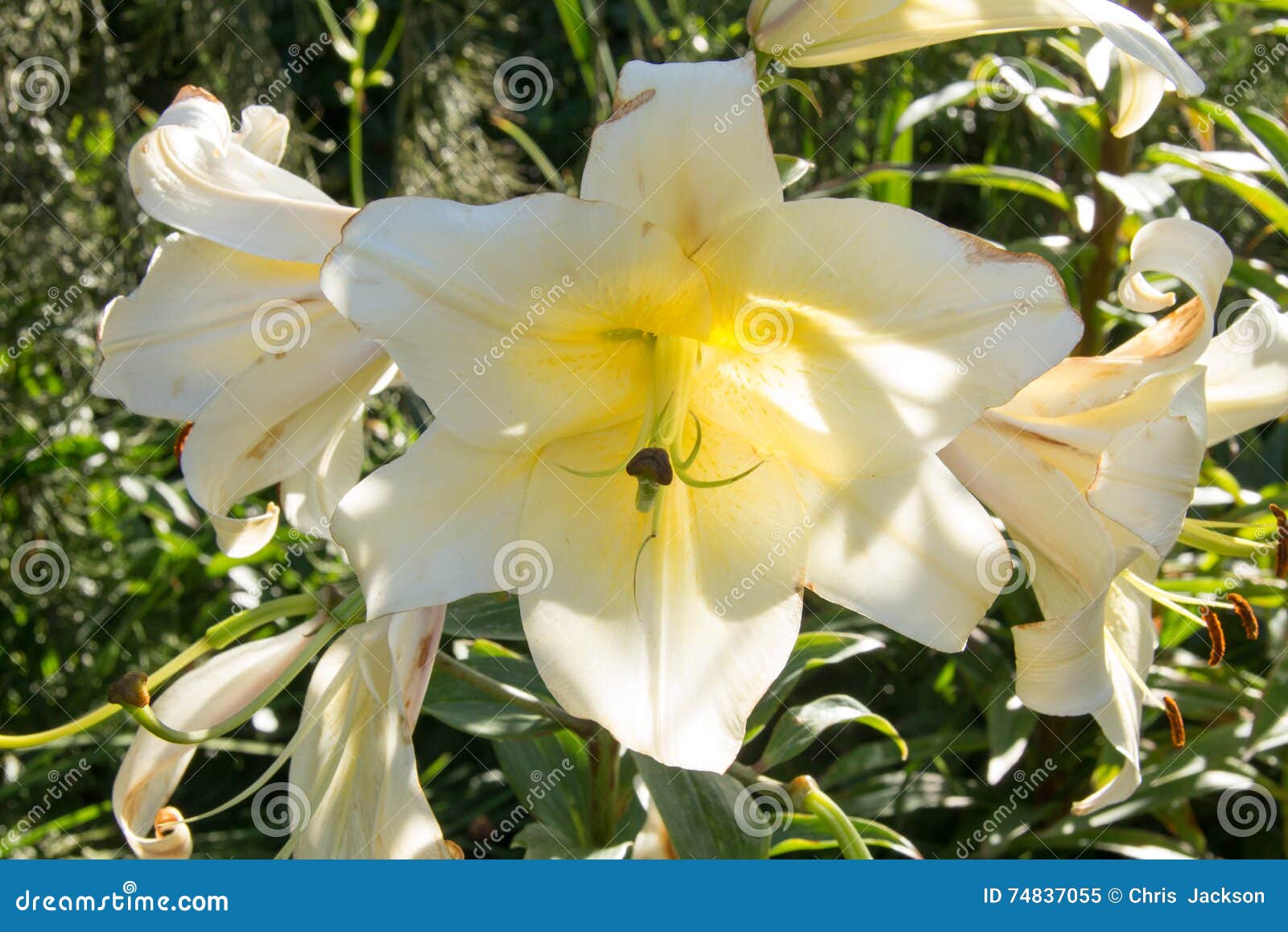 Triple White Flower Group stock image. Image of pink - 74837055
