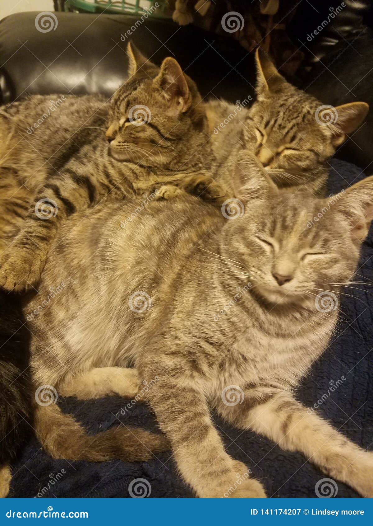 Triplets stock image. Image of triplets, siblings, cute 141174207