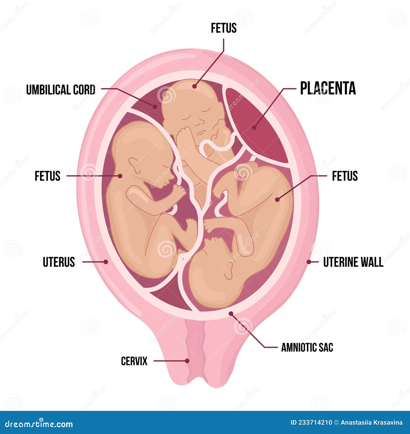 2 Amniotic Sack Images, Stock Photos, 3D objects, & Vectors | Shutterstock