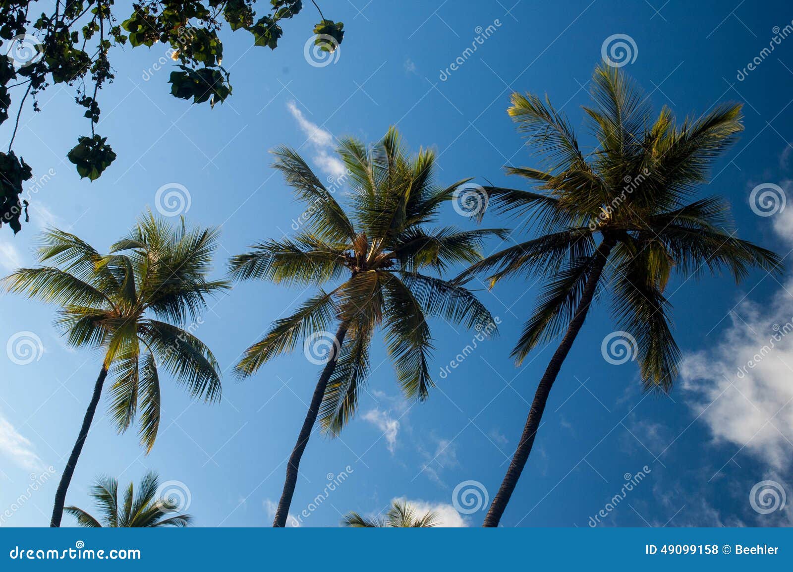 Tripple Palms stock photo. Image of coastline, bend, heavenly - 49099158