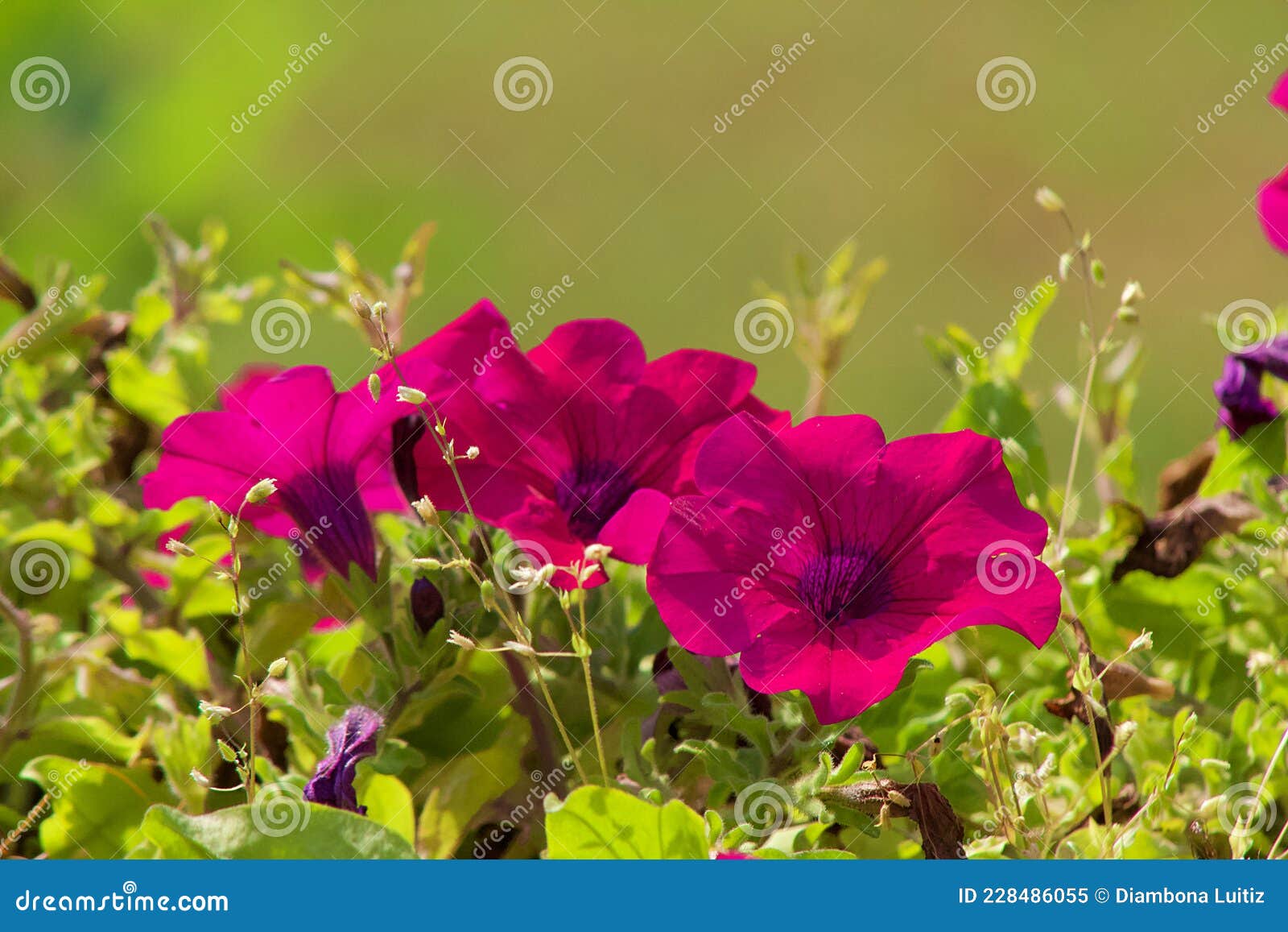 tris di fiori di colore rosa