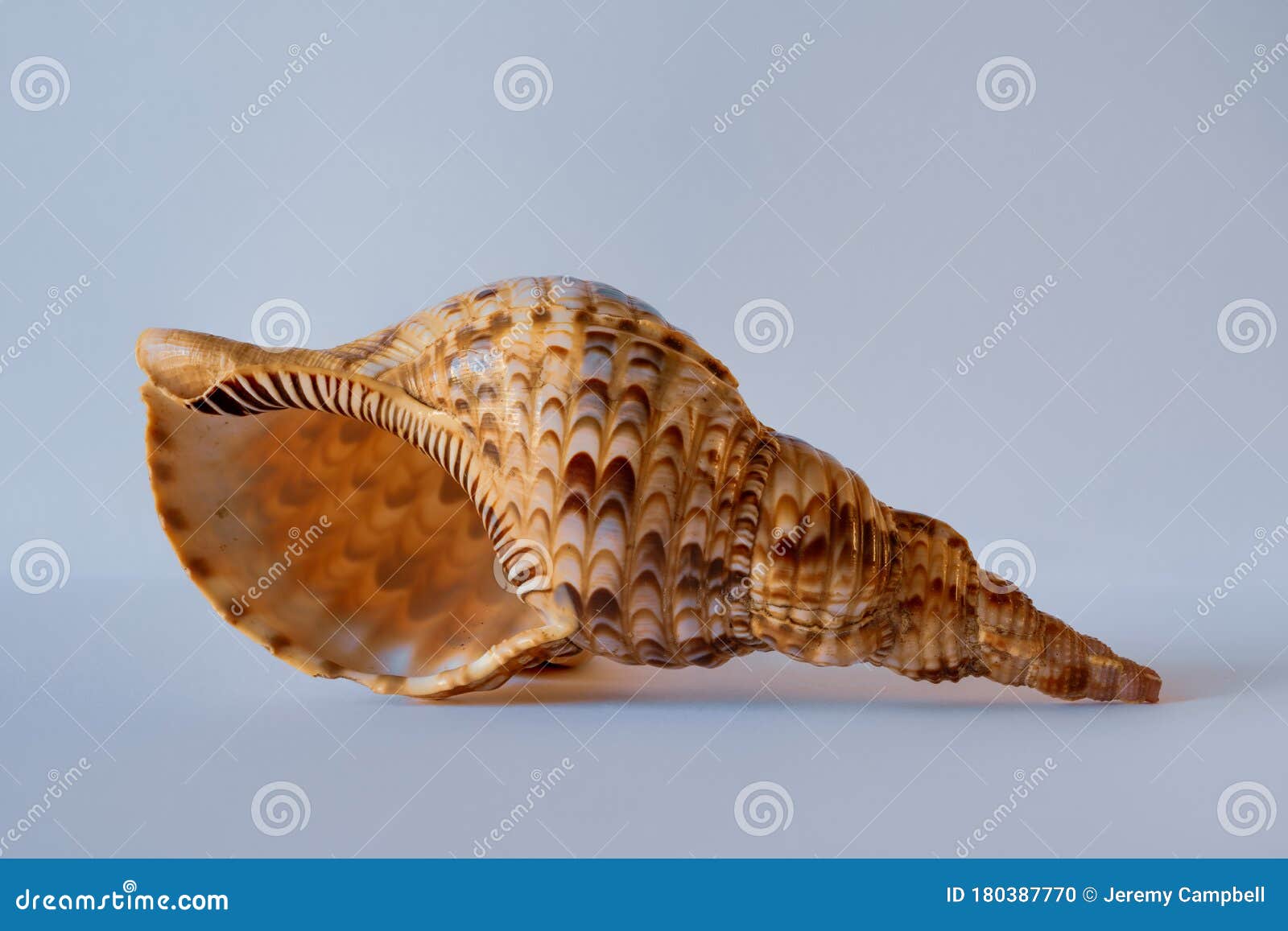 Gevangene Ongeldig Taiko buik Triton Trumpet Shell. Pacific Triton. Charonia Tritonis L Stock Photo -  Image of grand, nature: 180387770