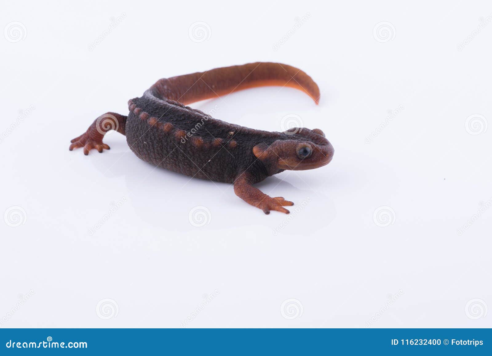 Tritone himalayano della salamandra su fondo bianco e vita sul Th. Tritone himalayano della salamandra su fondo bianco e vita sulle alte montagne al parco nazionale del doiinthanon, Tailandia