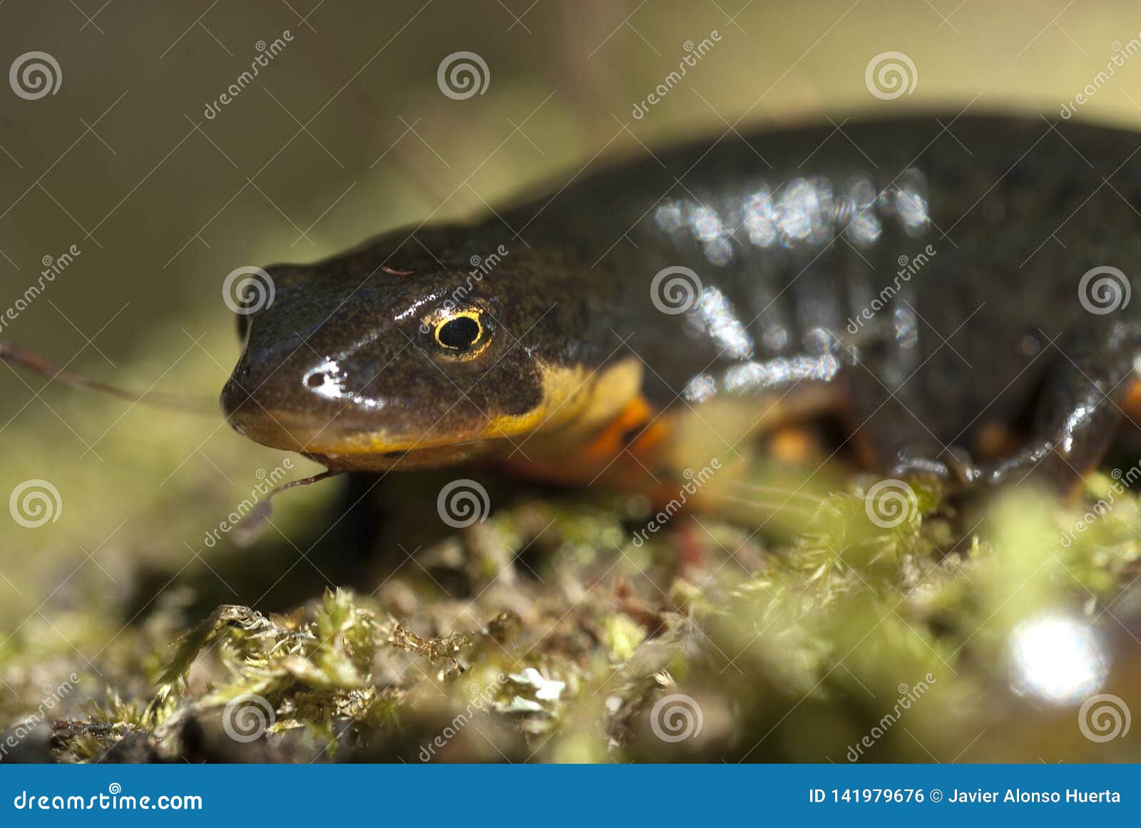 triturus boscai, lissotriton boscai, anfibio, protected species