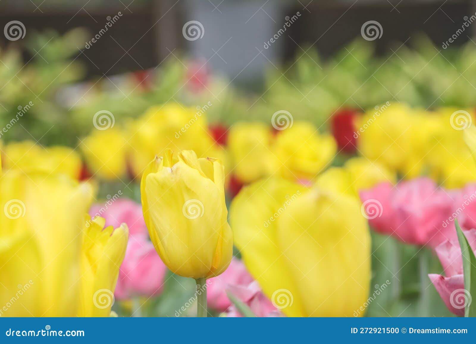 A Triumph Tulips Proud Bloom in a Garden in Spring Stock Photo Image
