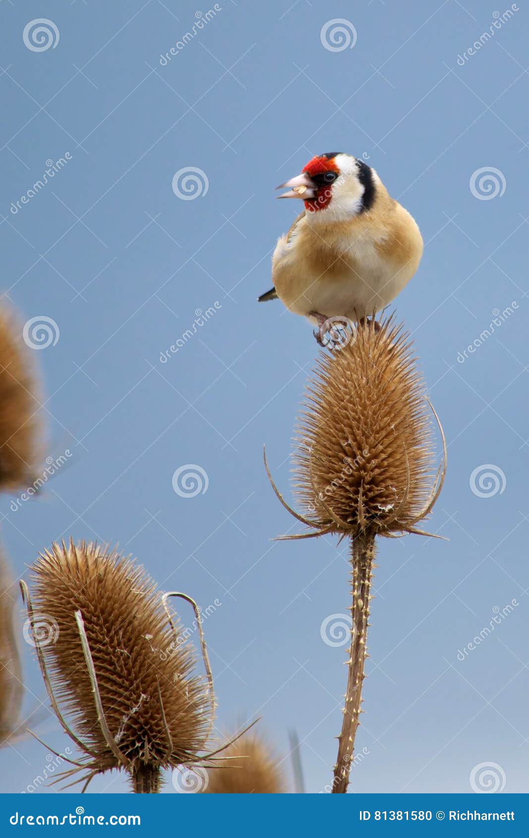 a triumphant goldfinch enjoys his reward