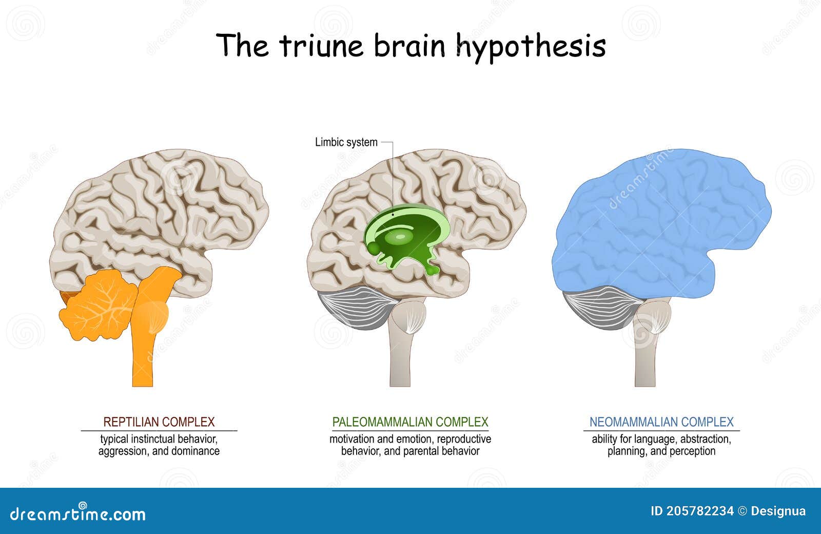 brain hypothesis psychology