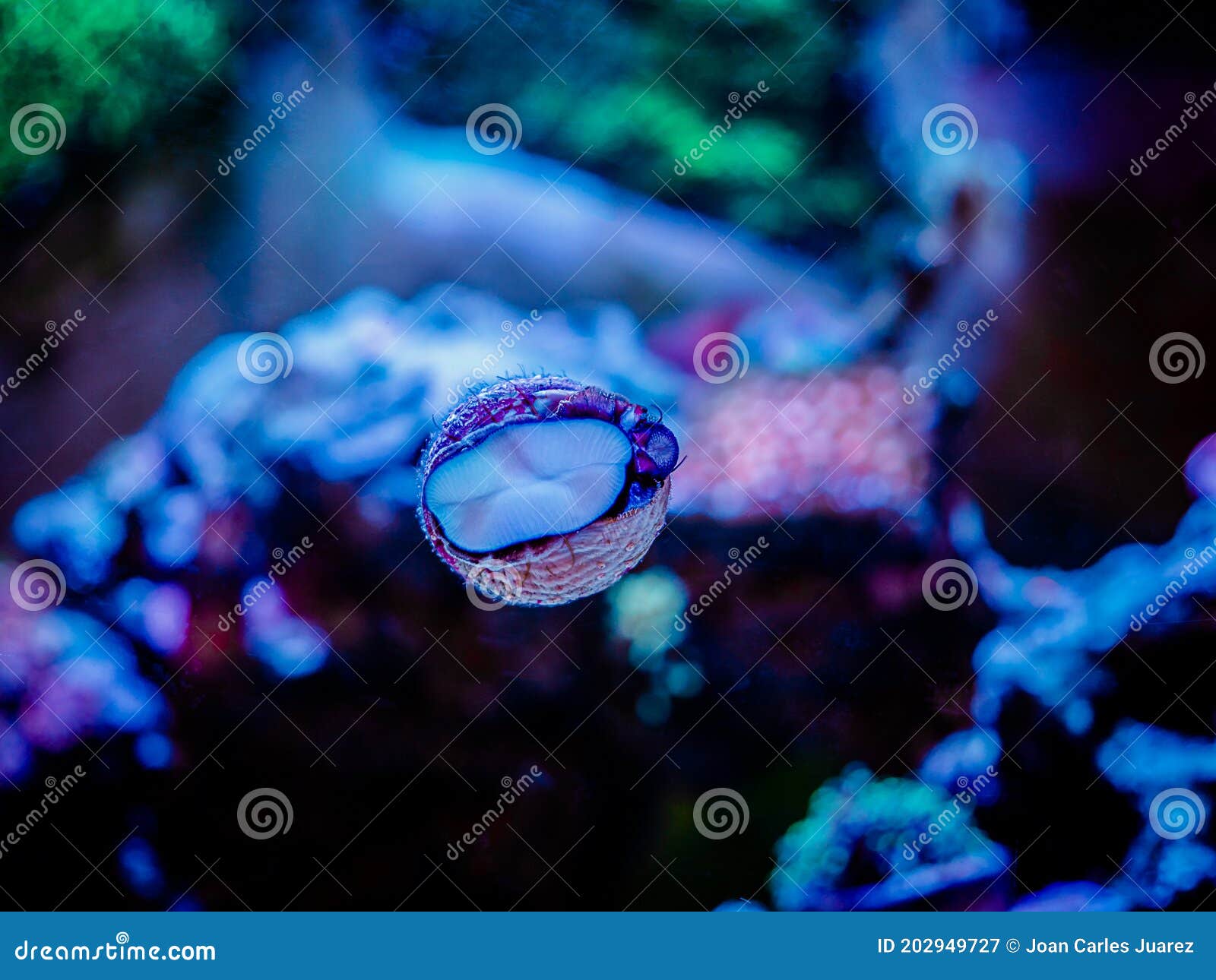 Trochus Snail Eating Algae on the Glass of a Reef Aquarium Stock Image