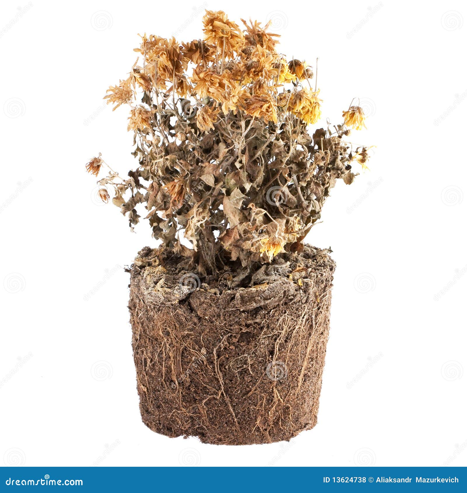 Trockene Blumen im Boden stockfoto. Bild von trocken 13624738