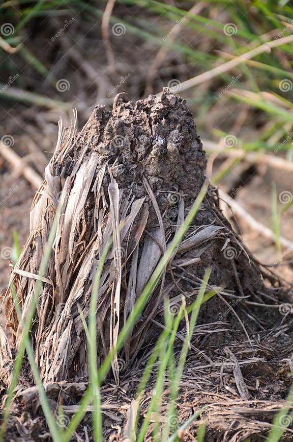 Trockener Ameisenhaufen Im Garten Stockbild Bild von termite, trocken