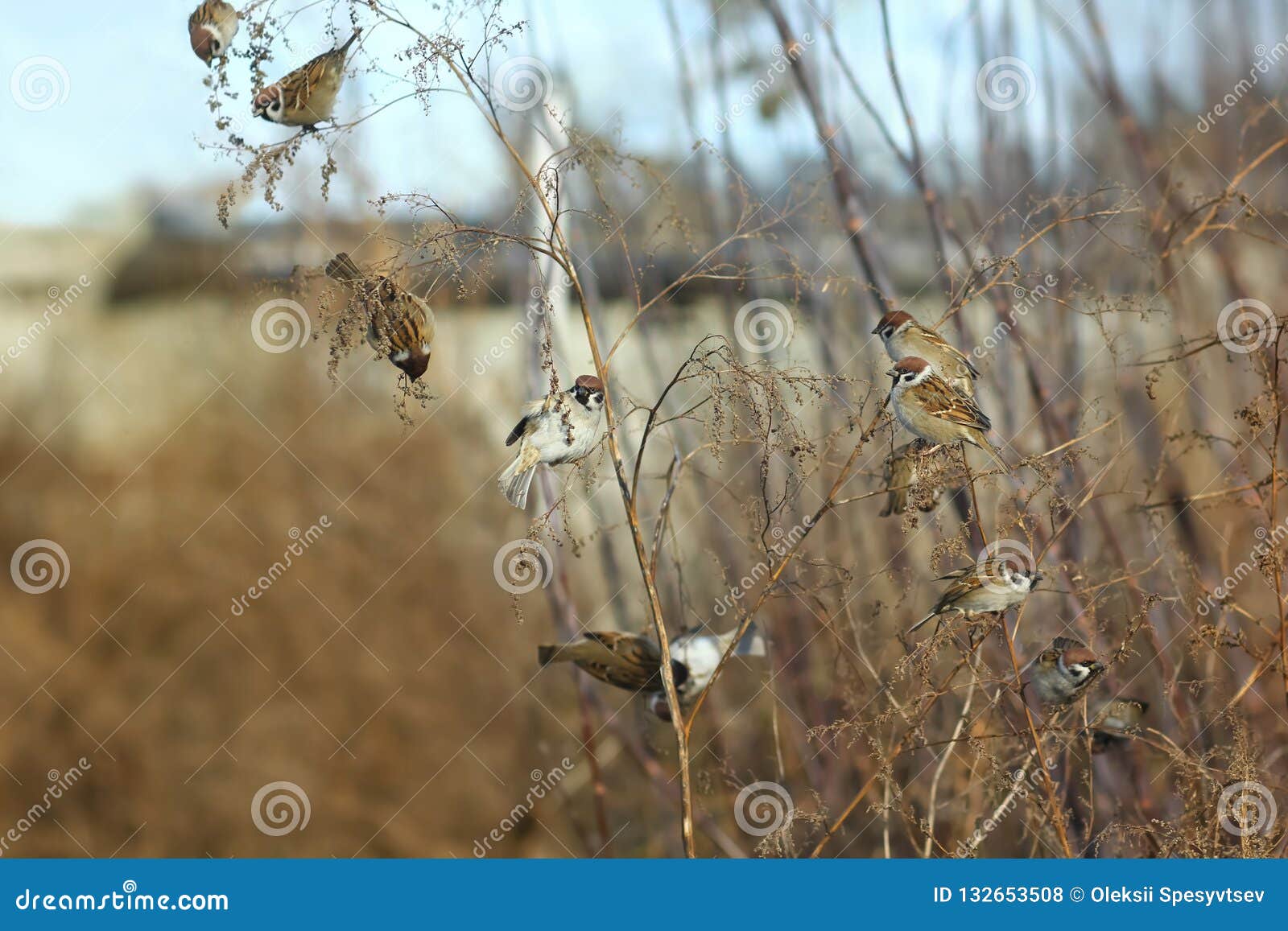 afschaffen De andere dag In de omgeving van Troep Van Passer Van Huismussen Domesticus Het Verbergen Onder Takken  Mollige Kleine Vogels Die Op Naakte Struik Zitten Zonnige D Stock Foto -  Image of groepswerk, zitting: 132653508