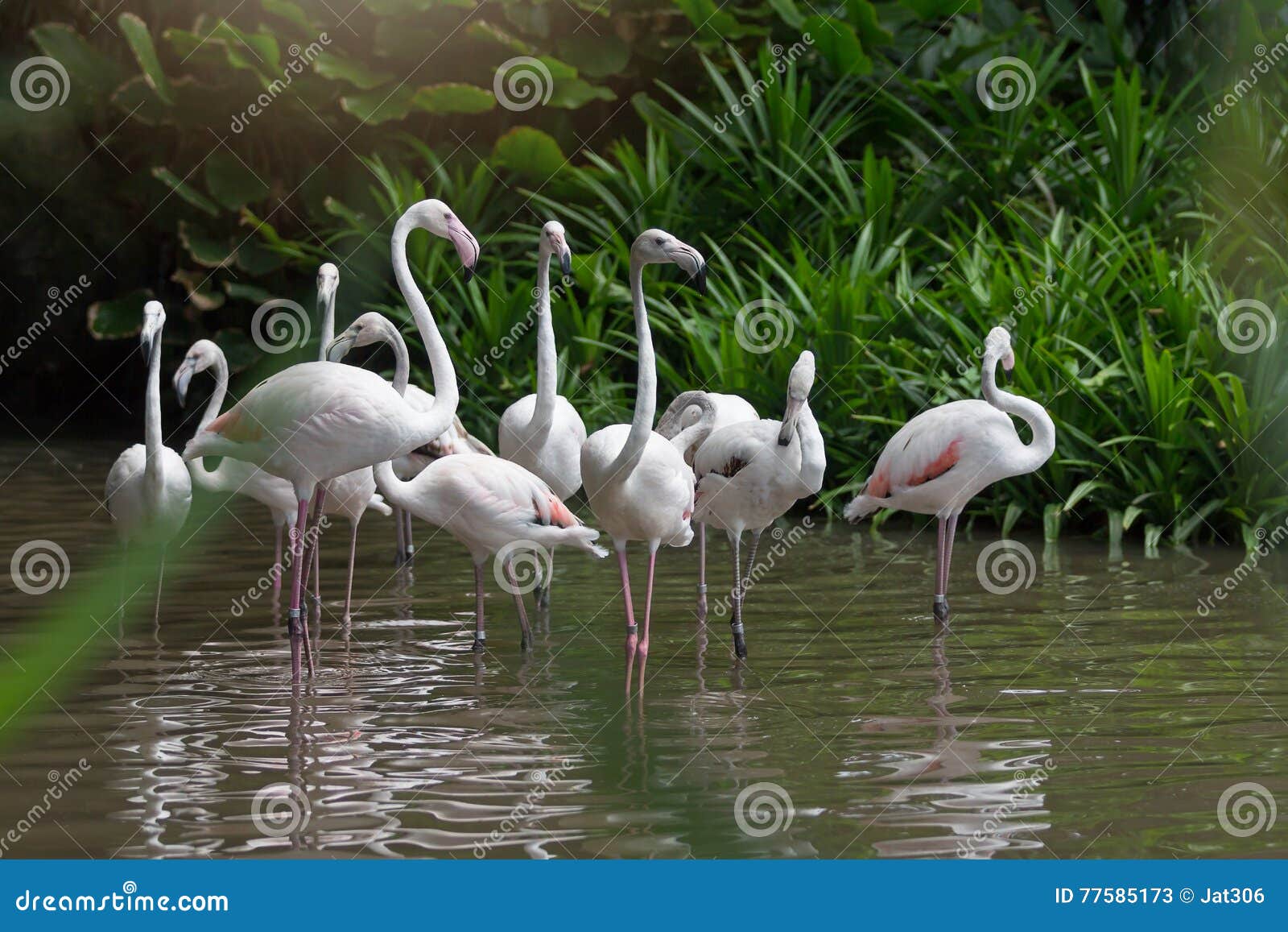 Platteland Voorstad Onaangeroerd Troep van Witte flamingo's stock afbeelding. Image of kolonie - 77585173