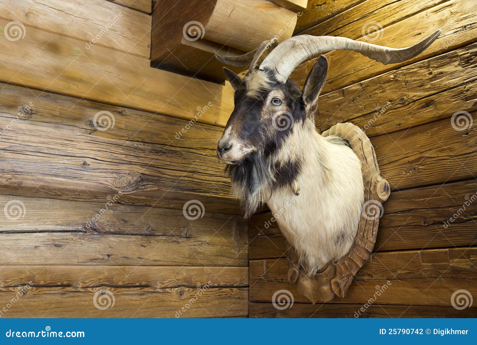 Stemma In Legno Di Quercia Per Trofei Di Caccia - Porta Difese Di Cinghiale, Diametro 20 Cm - Foto 9