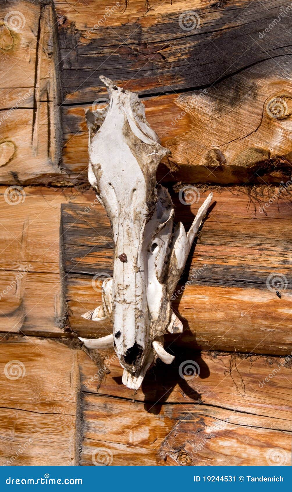 Stemma Per Trofeo Di Caccia In Legno Di Quercia - Per Denti Di Cinghiale, Diametro 17 Cm, Finitura Rovere Dorato - Foto 2