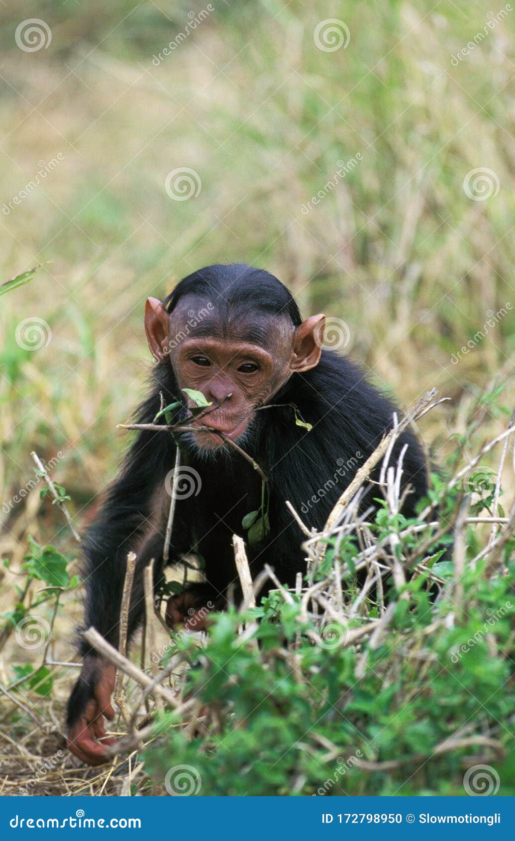 Jovem Chimpanzésimia Troglodytes 5 Anos De Idade - Fotografias de stock e  mais imagens de Chimpanzé - Chimpanzé, Macaco, Macaco antropoide - iStock