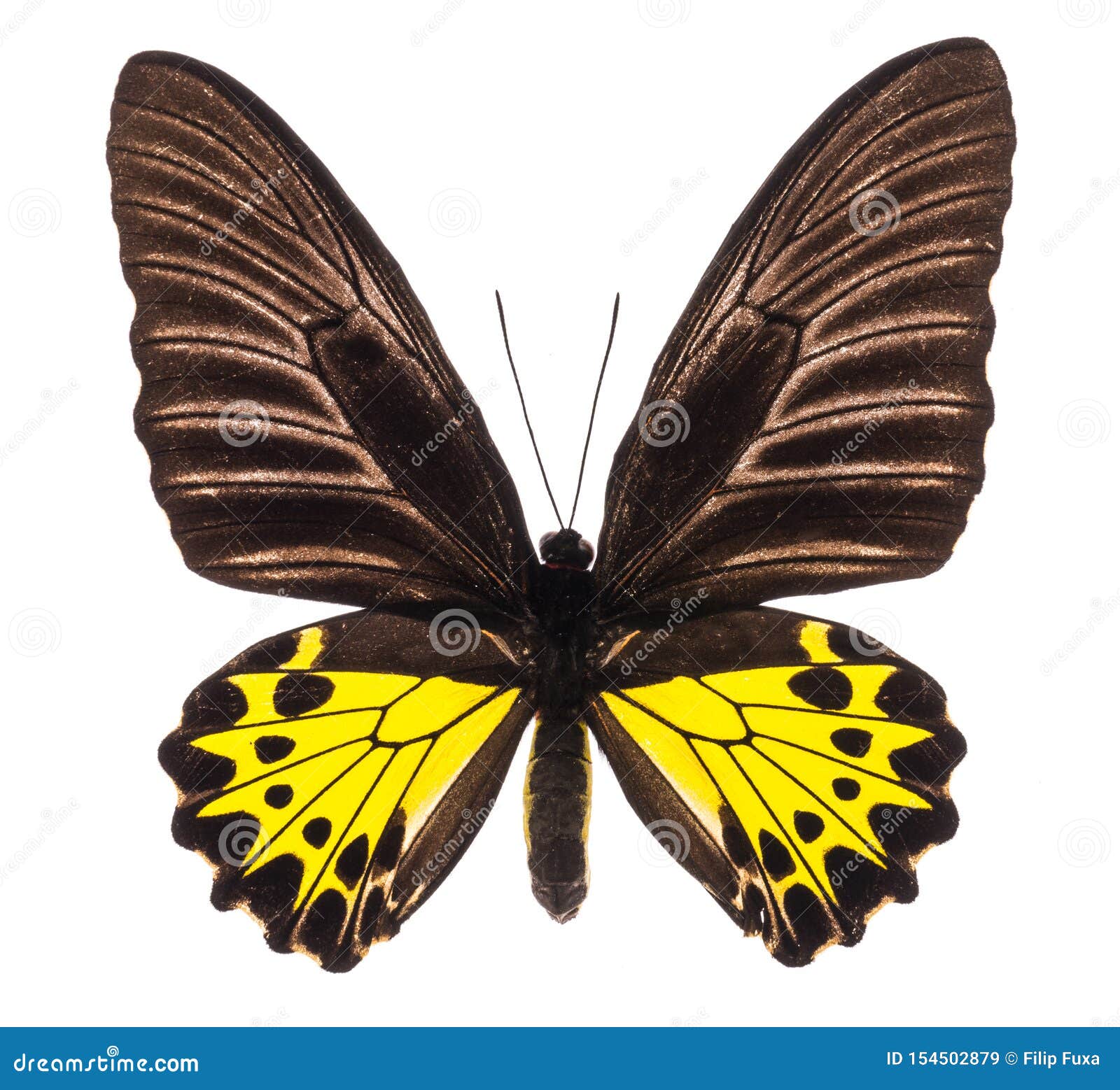 troides helena birdwing tropical butterfly 