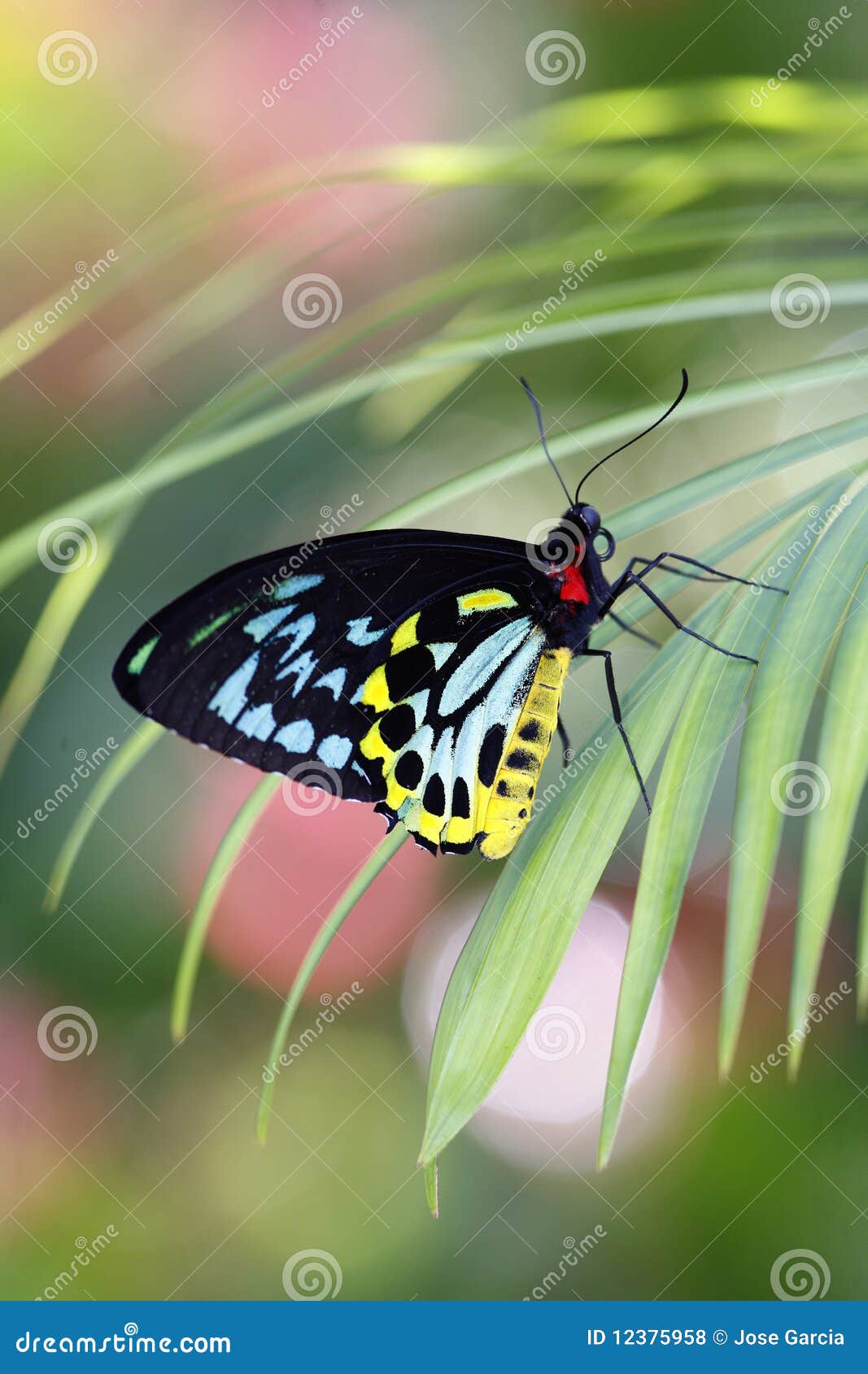 troides helena butterfly