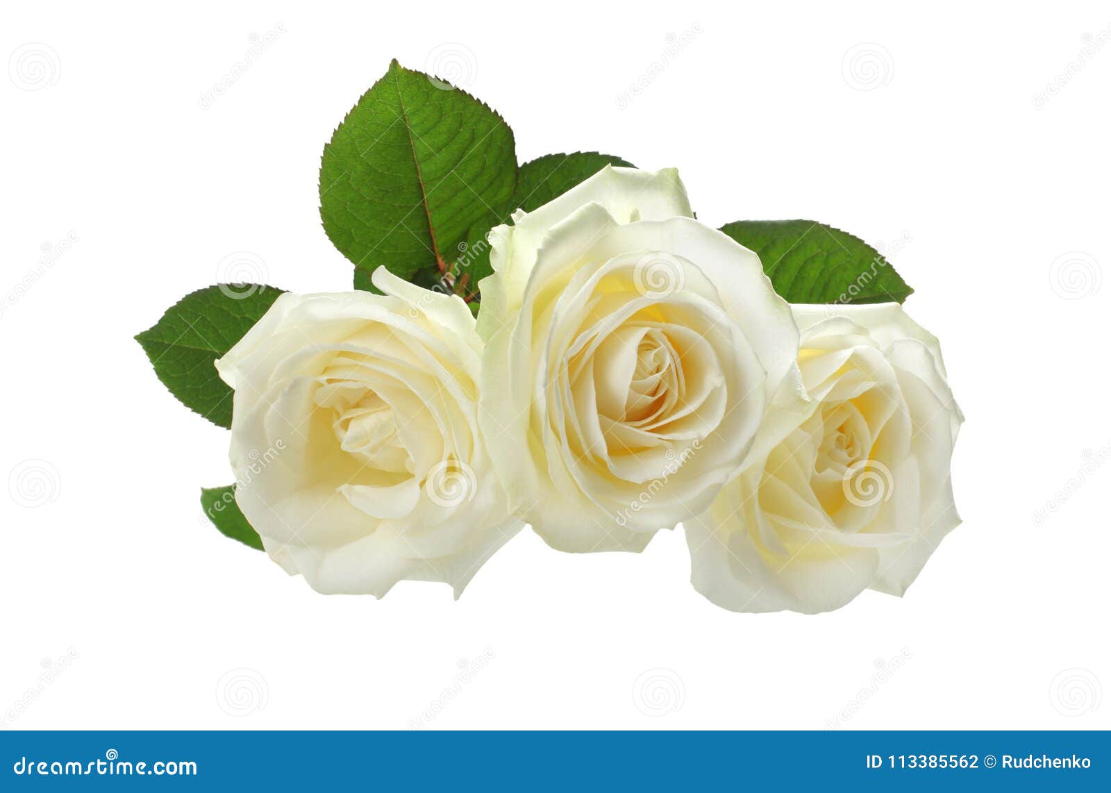 Trois Roses Blanches Sur Le Blanc Photo stock - Image du roses, valentin:  113385562