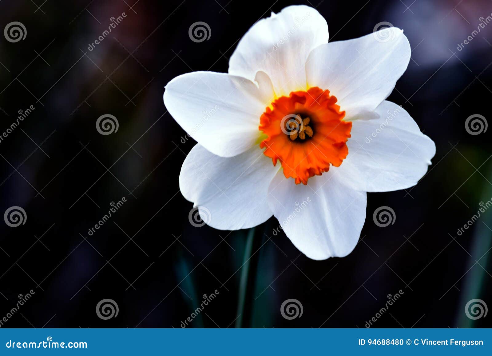Trompette Blanche D'orange De Jonquille Photo stock - Image du jonquille,  fleur: 94688480