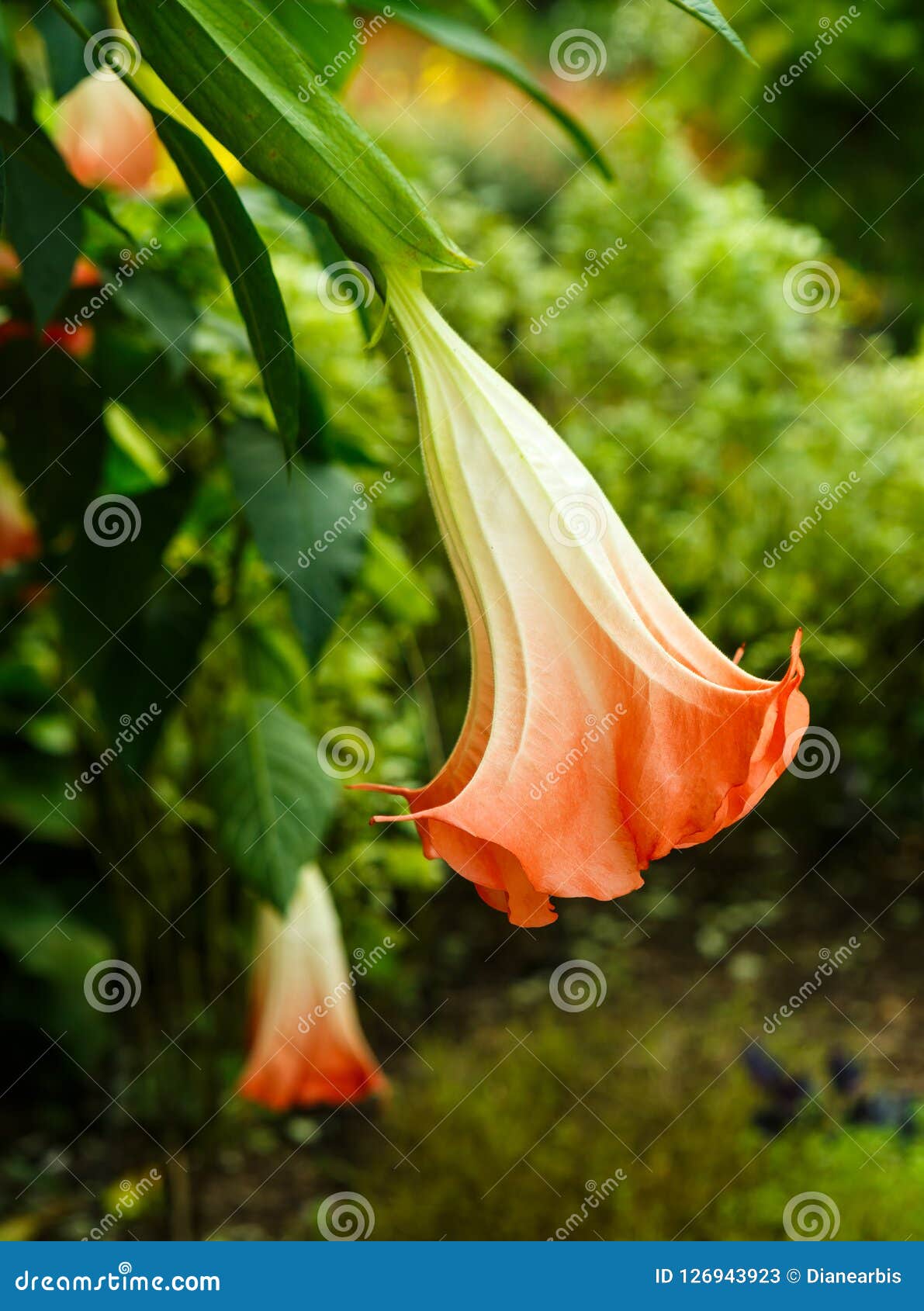 Trompette Du ` S D'ange Avec La Grande Fleur Orange Image stock - Image du  exotique, trompette: 126943923