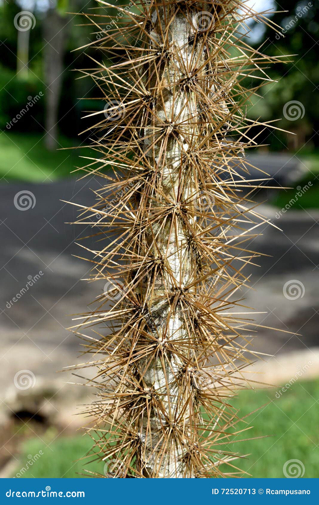 photo stock tronc d arbre épineux image