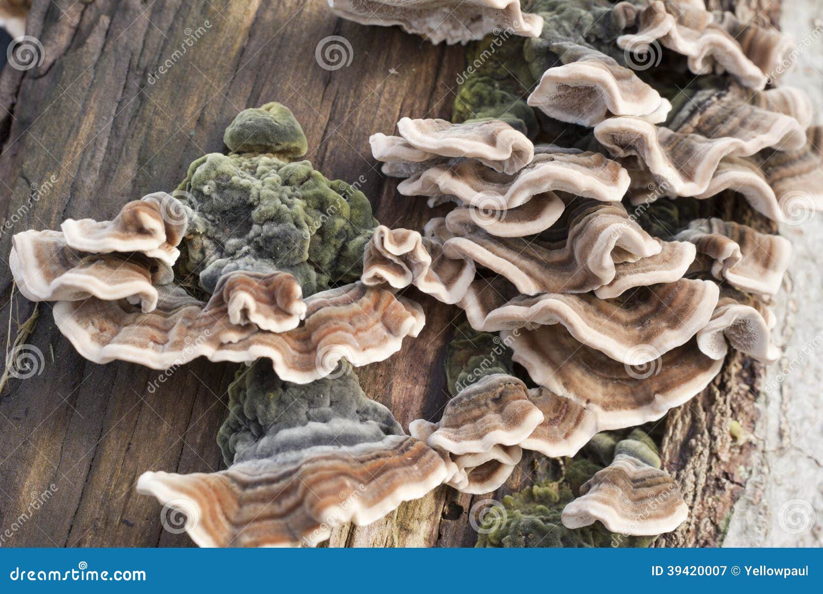 photographie stock libre de droits tronc d arbre couvert de champignon image