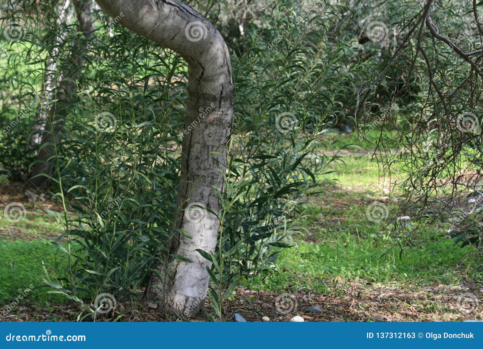 Vue d'un tronc d'arbre incurvé d'eucalyptus, des feuilles vertes et d'herbe en parc de Dasoudi à Limassol, Chypre