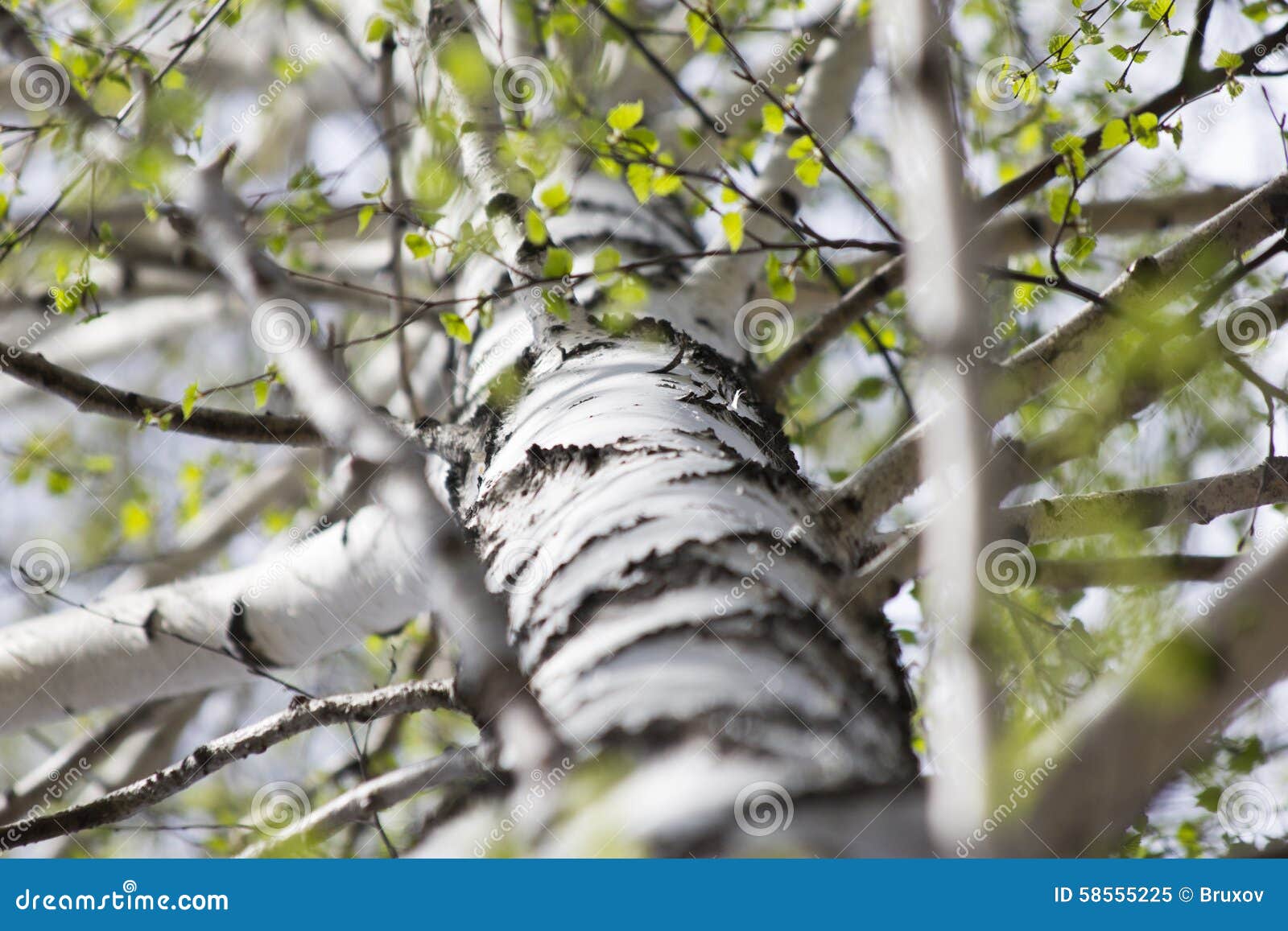 photo stock tronc d un arbre de bouleau image