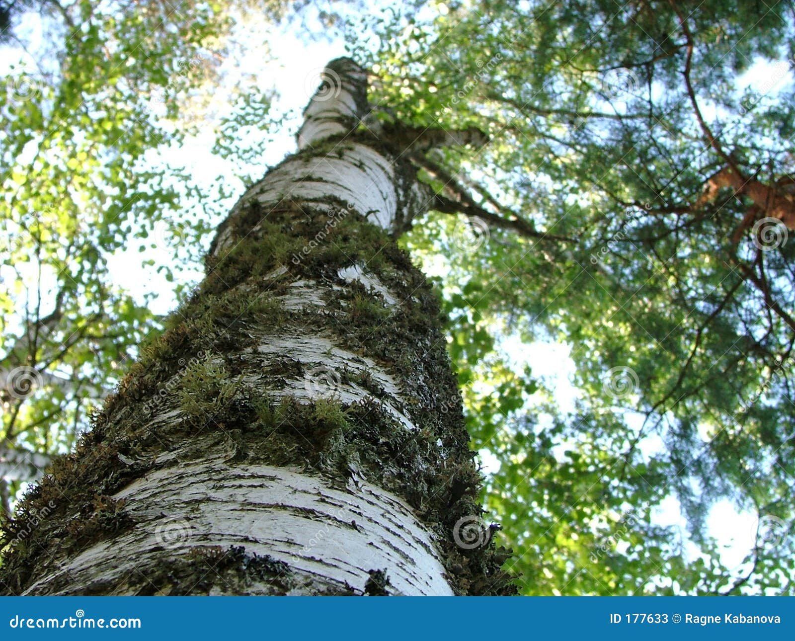 photos stock tronc d une fin d arbre de bouleau vers le haut image