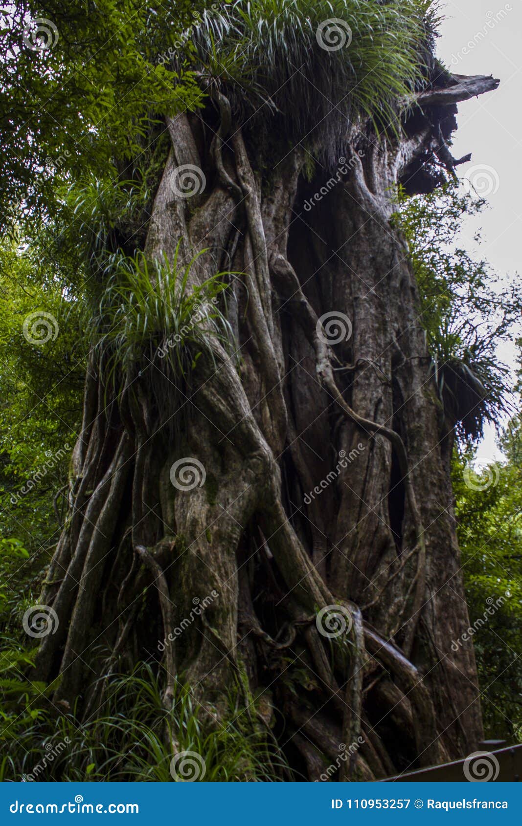 Tronc tordu par arbre du nord antique de Rata