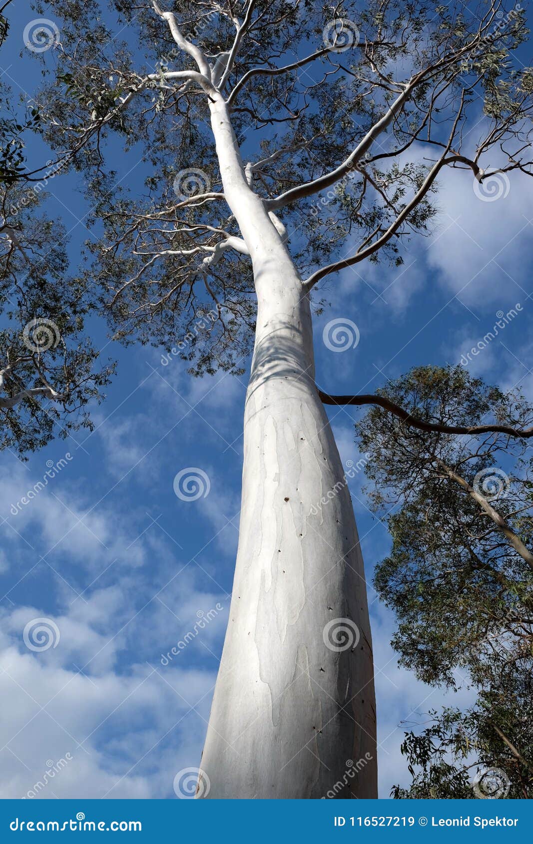 Details 48 árboles de tronco blanco Abzlocal.mx