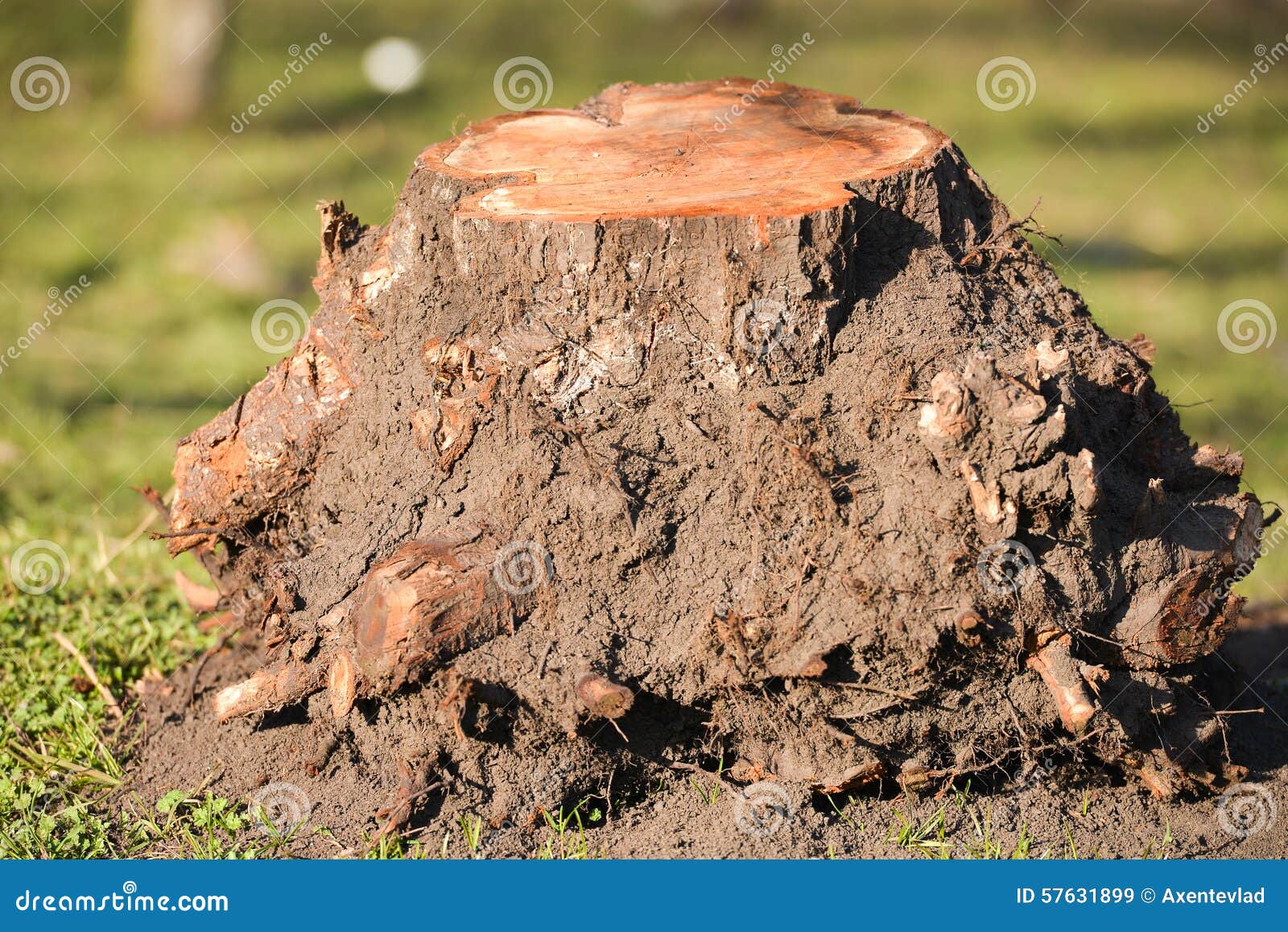 Tronco con le radici tagliate e rimosse della terra fotografia ... Ceppi con radice di legno