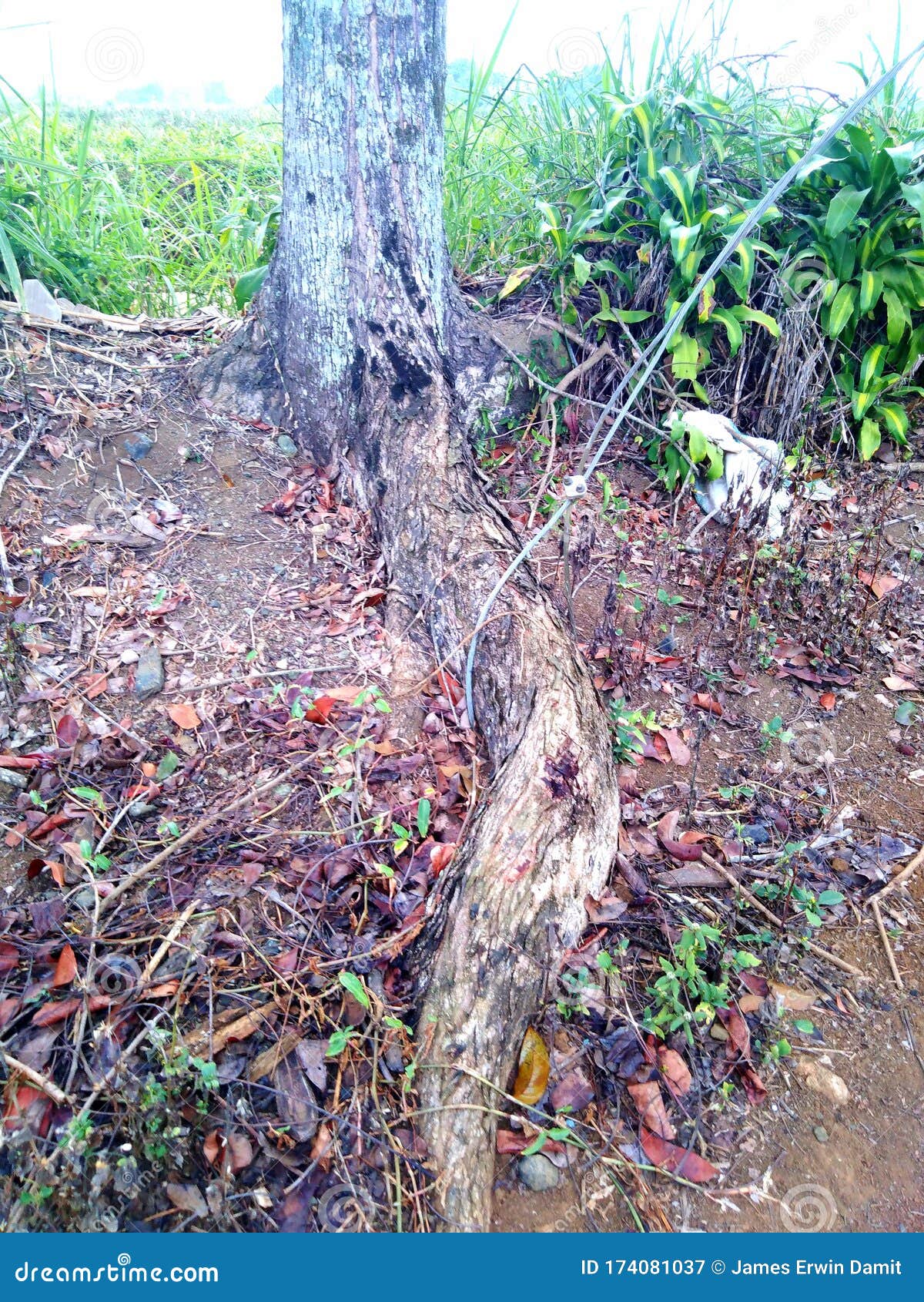 Tronco de caoba - Swietenia mahogany tree trunk