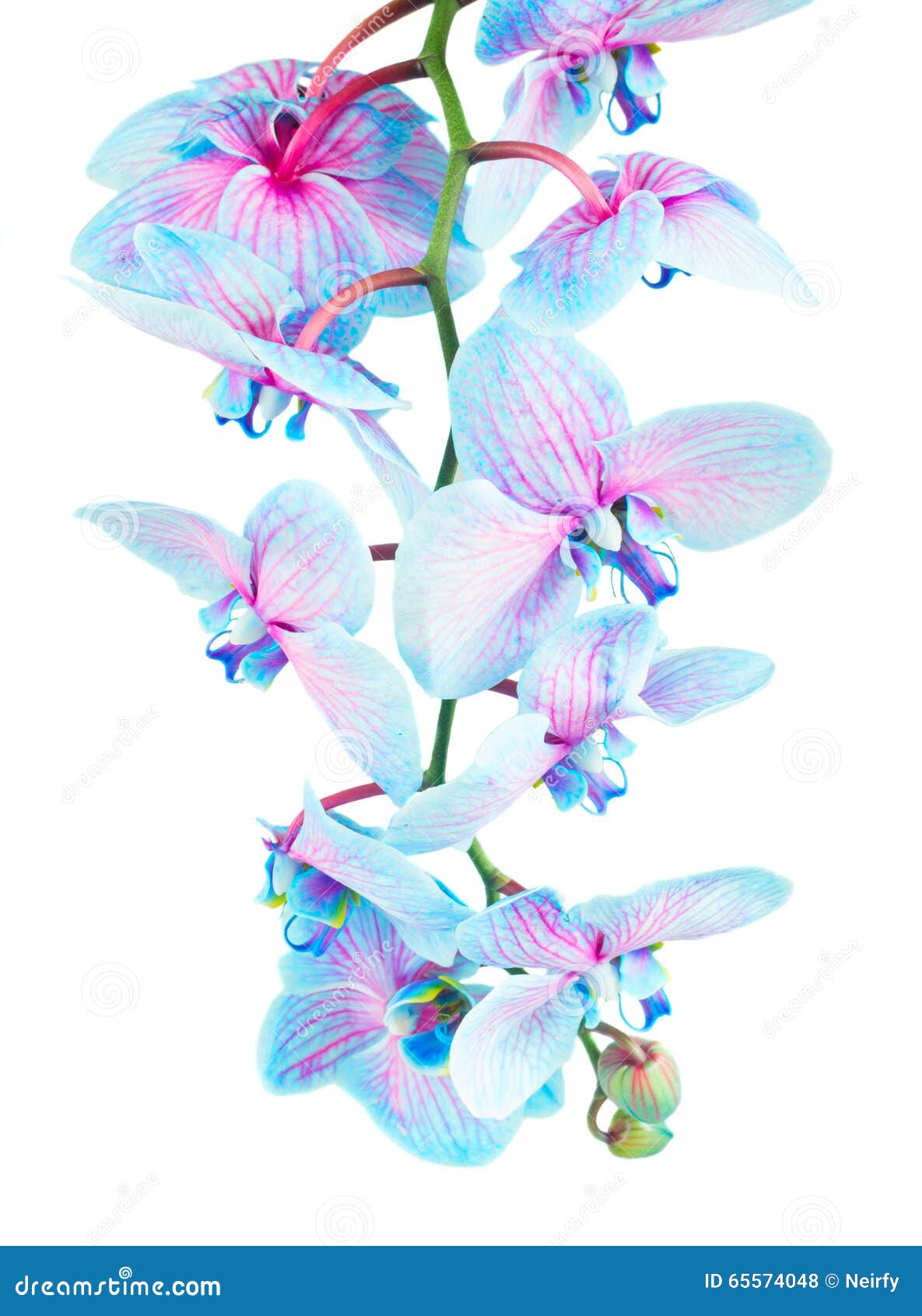 Tronco de orquídeas azules foto de archivo. Imagen de verano - 65574048