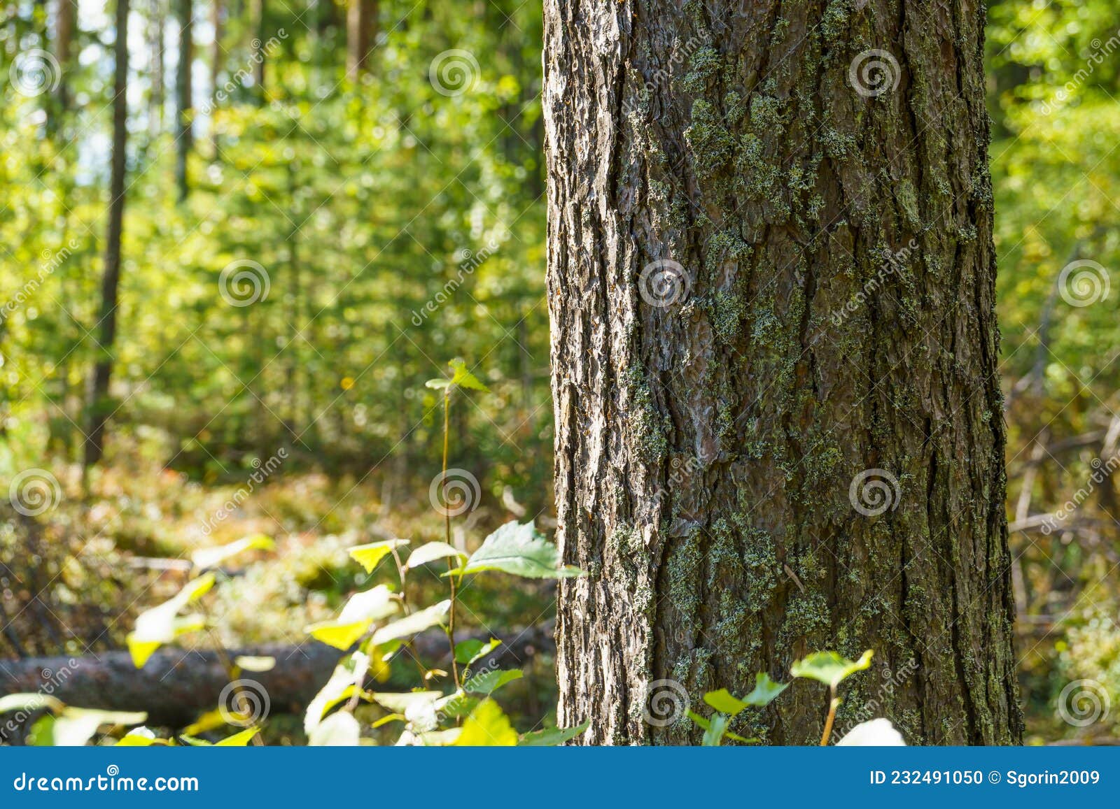 Fundo de cenário de floresta de verão