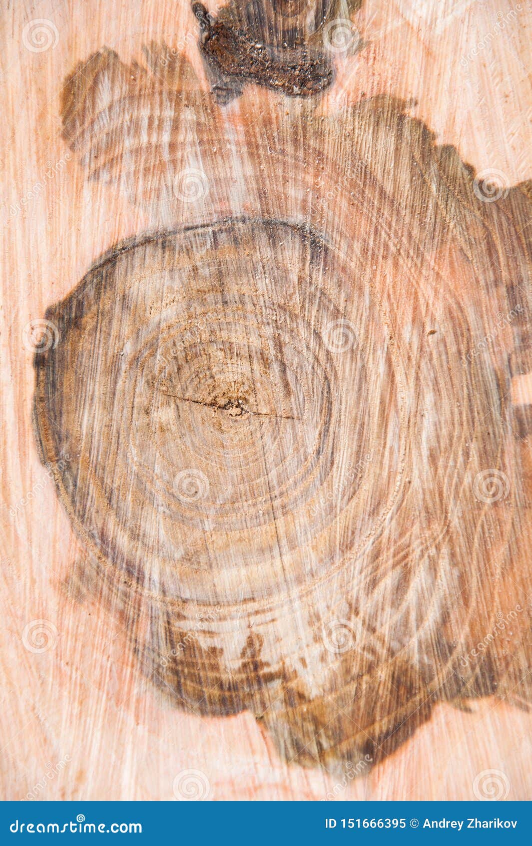 Tronco de árbol grueso cortado Textura de madera toc?n