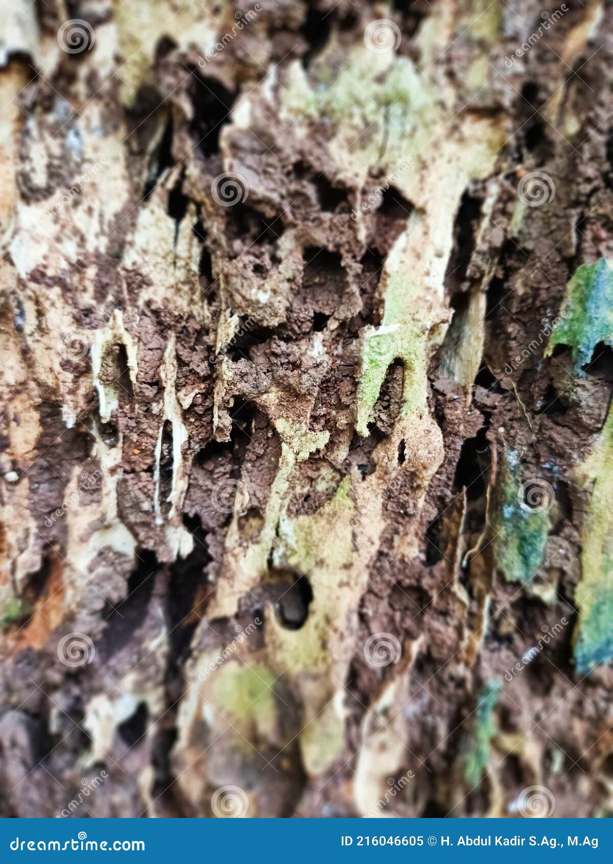 Details 48 plagas en troncos de árboles