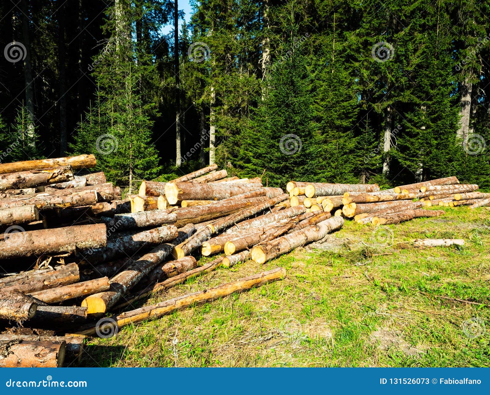 Troncos De Los árboles Cortados En El Bosque Imagen de archivo - Imagen de  registro, ambiente: 131526073