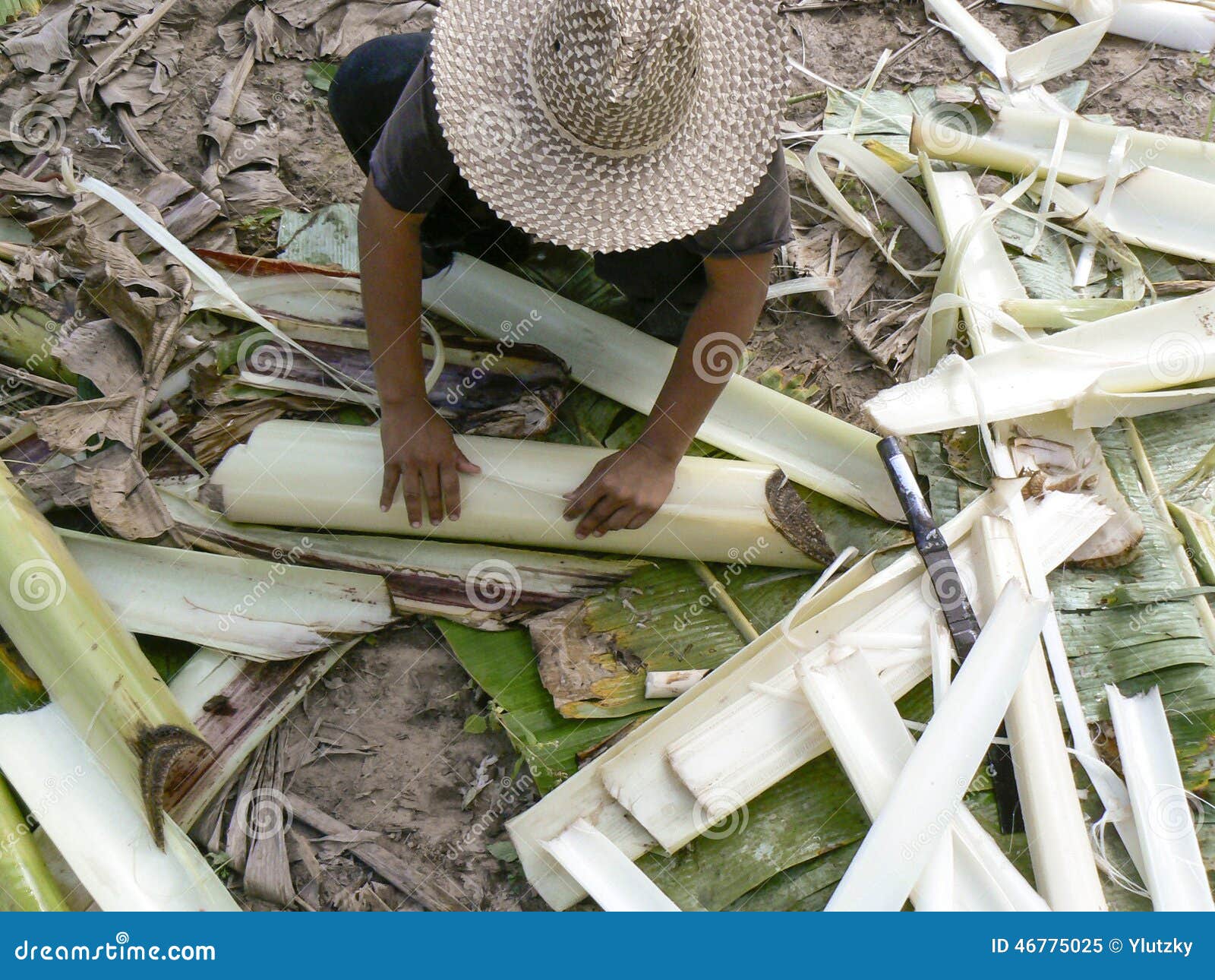 Troncs de banane étant moissonnés. Un agriculteur moissonnant des troncs de banane en Thaïlande