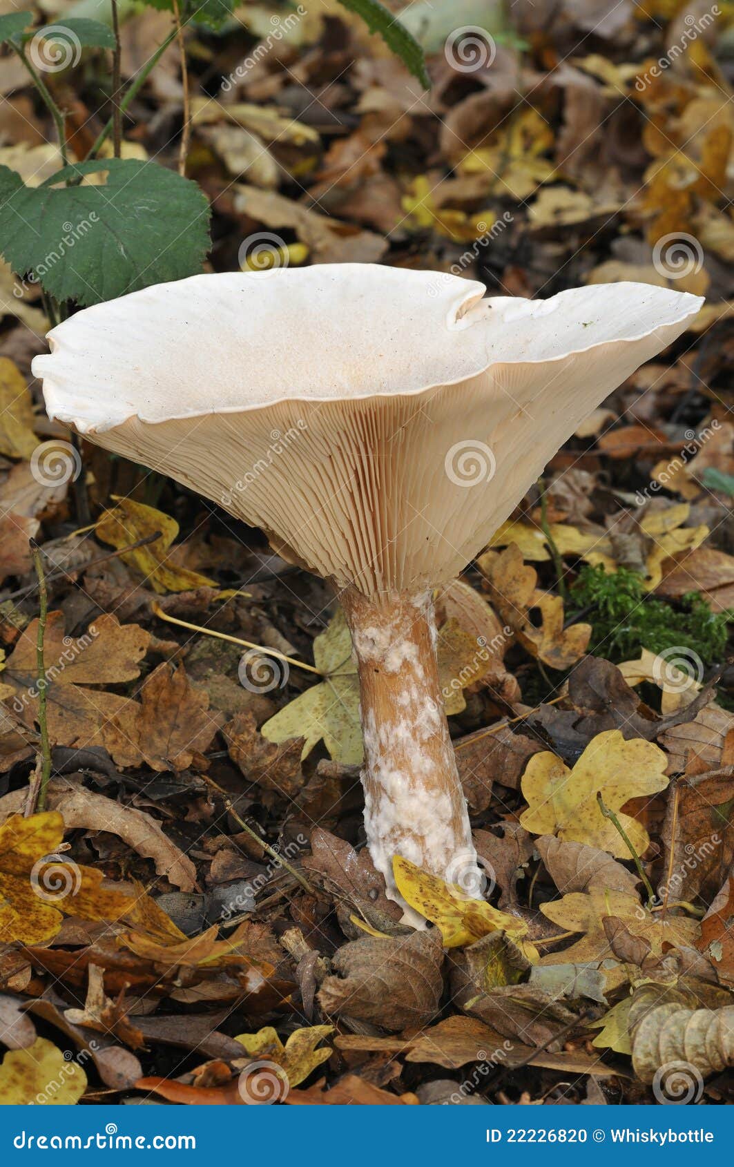 trooping funnel fungus