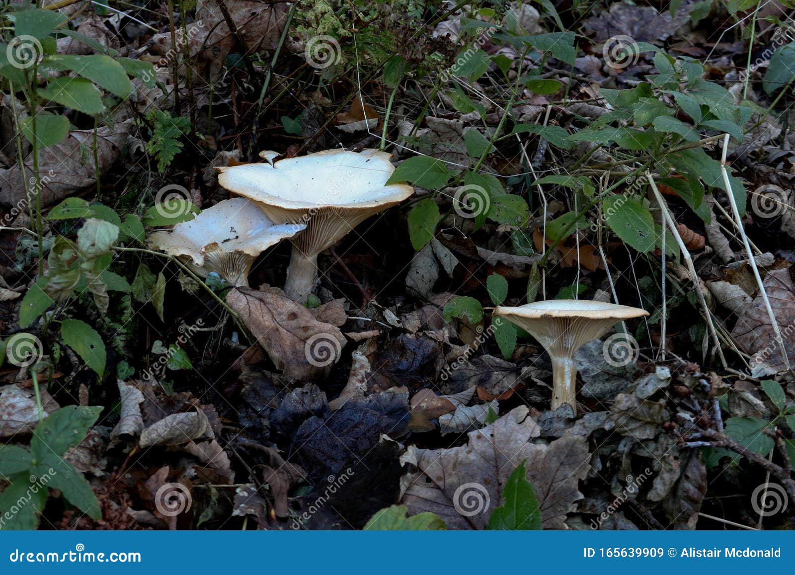 trooping funnel mushroom in a forest