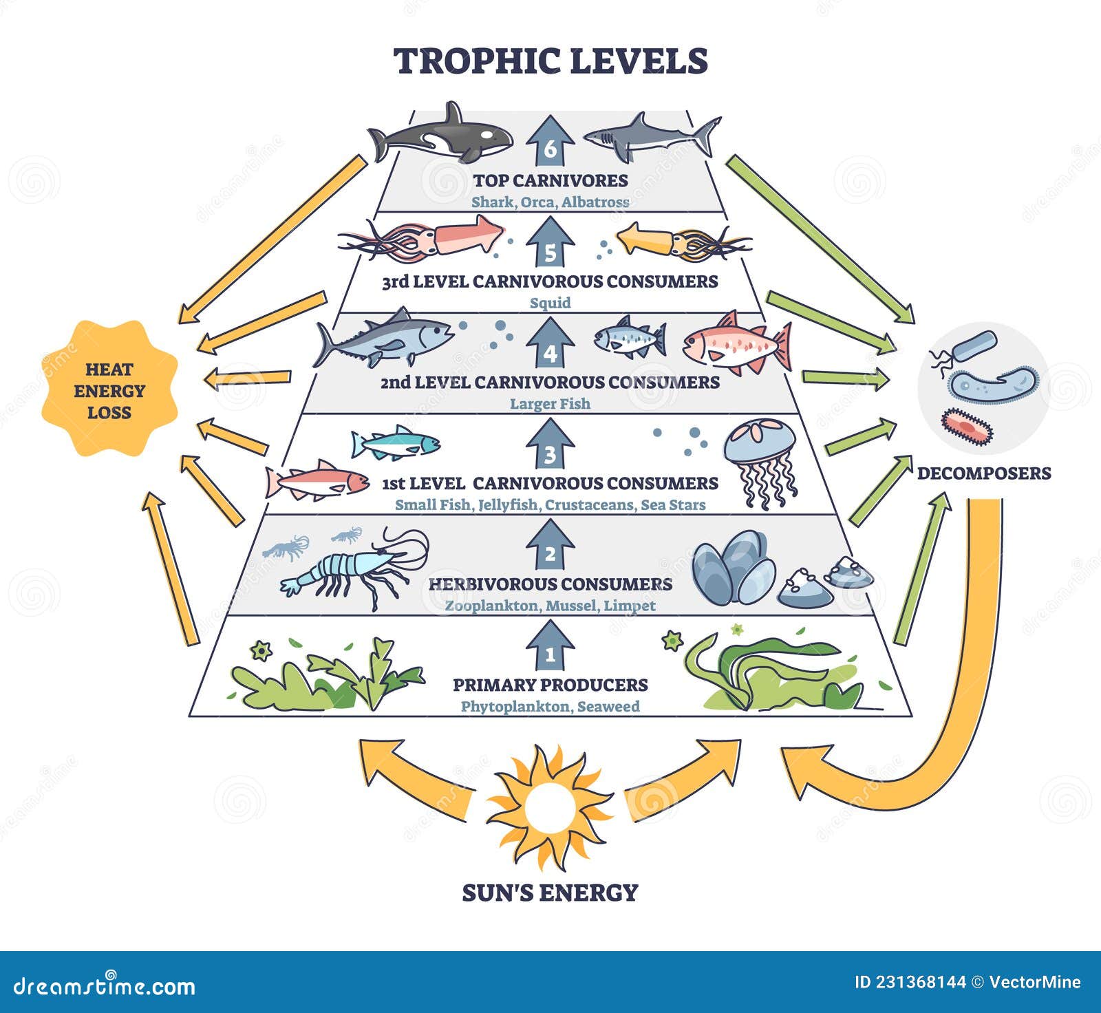 trophic levels in water wildlife as ocean food chain pyramid outline diagram