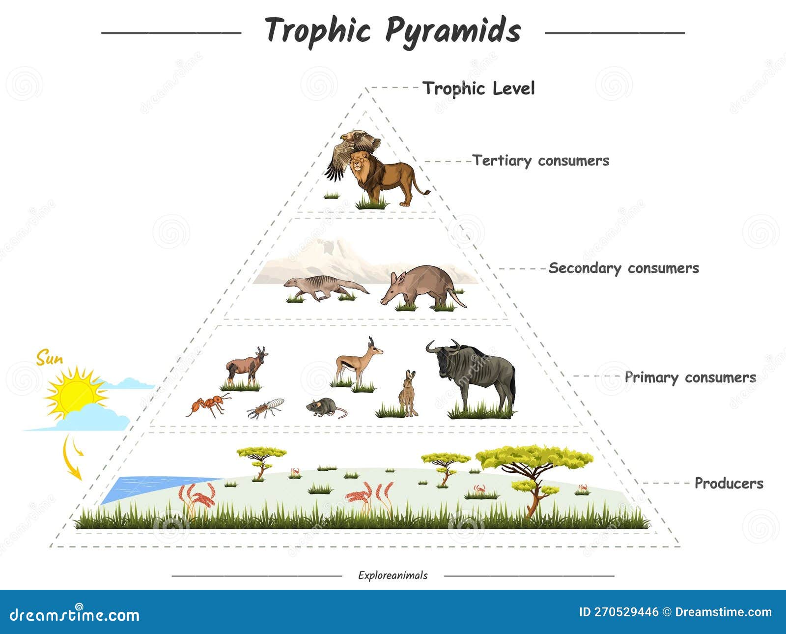 Trophic Pyramids In Savanna Stock Vector Illustration Of Pyramid trophic-pyramids-in-savanna-stock-vector-illustration-of-pyramid