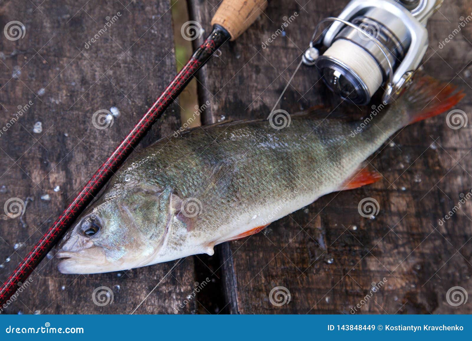 Trophy Fishing. Big Freshwater Perch and Fishing Equipment on