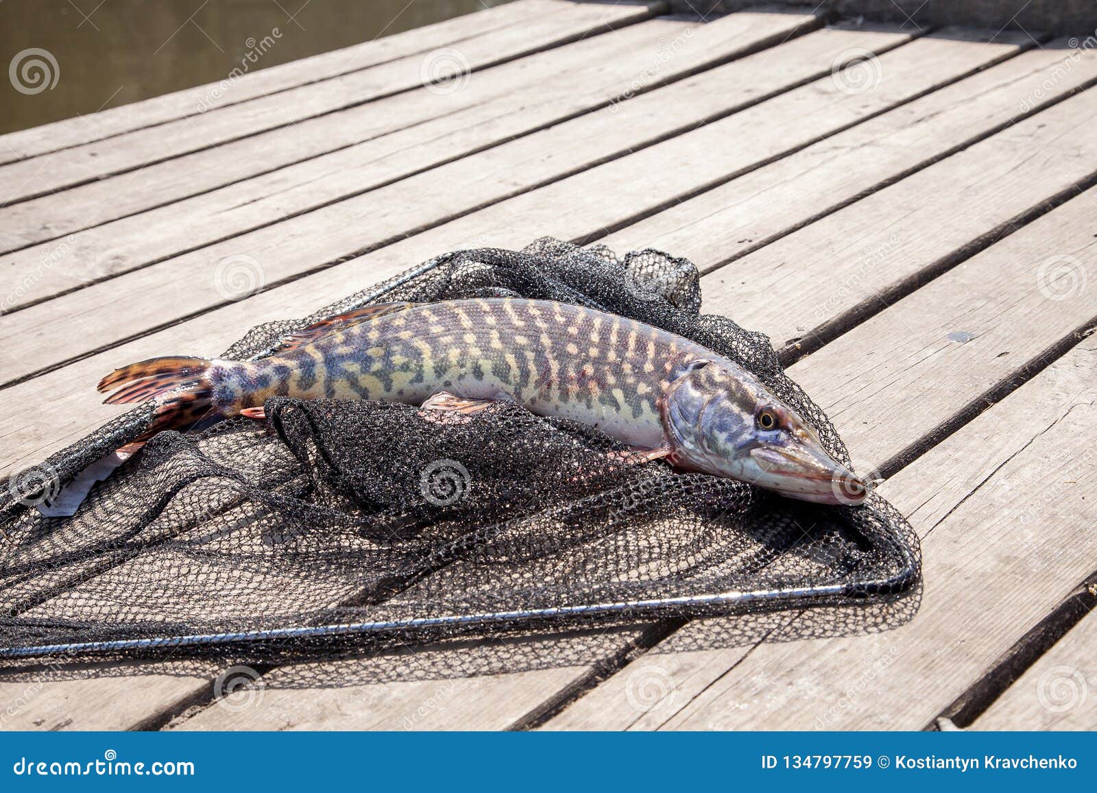 Trophy Fishing. Big Freshwater Pike Lies on Black Fishing Net