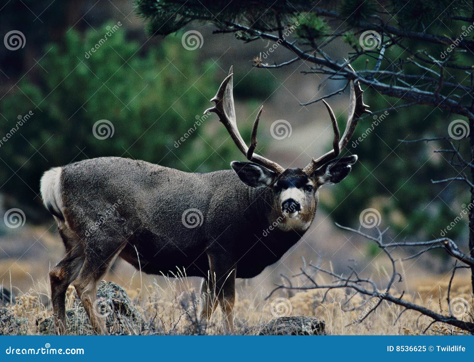 Trophy Mule Deer Buck Silhouette RoyaltyFree Stock Photography