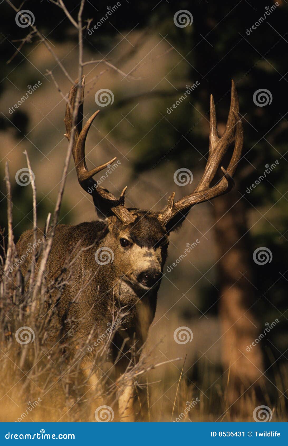 Trophy Mule Deer Buck Silhouette RoyaltyFree Stock Photography